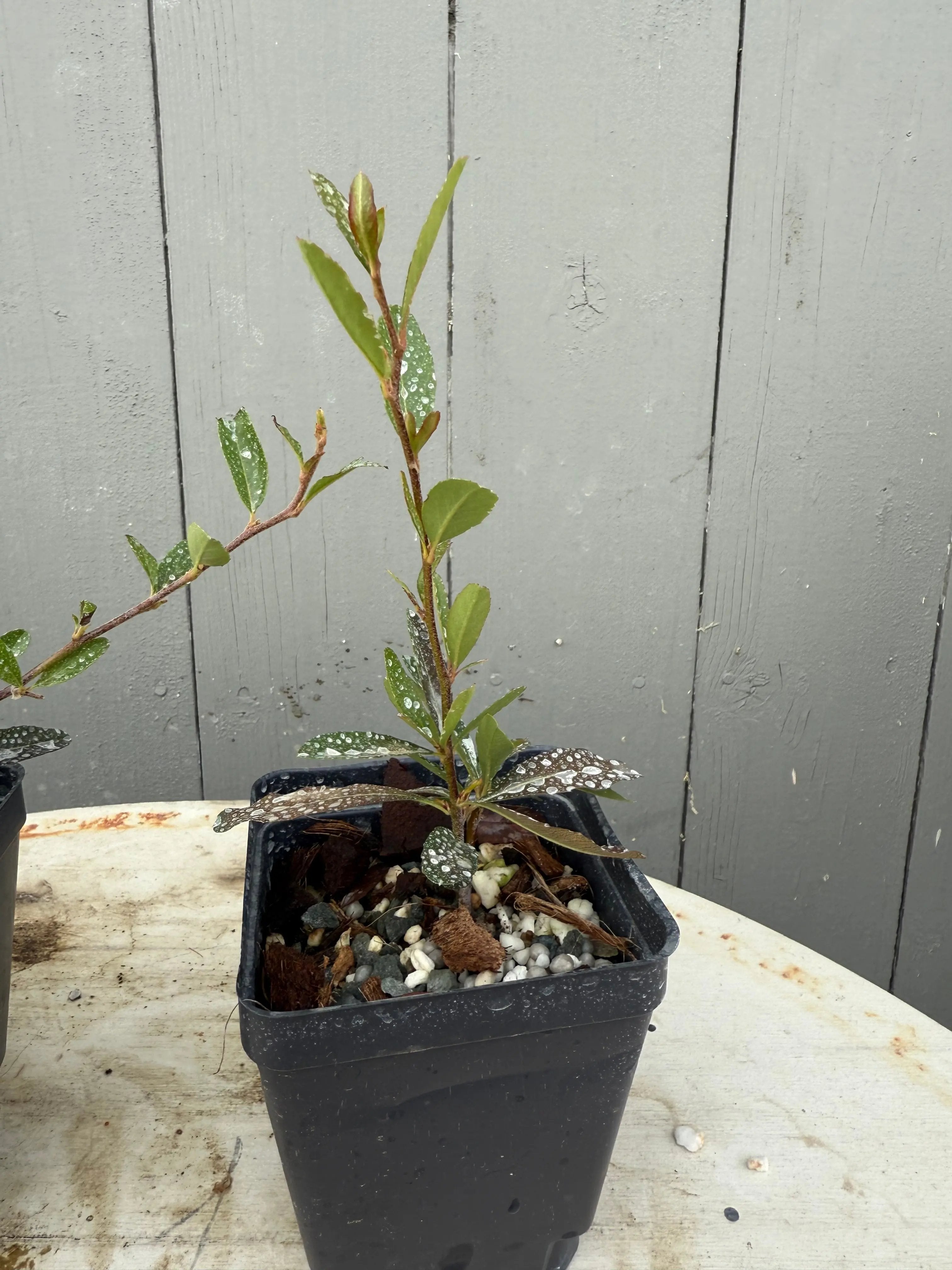 Pyracantha angustifolia Canada Bonsai