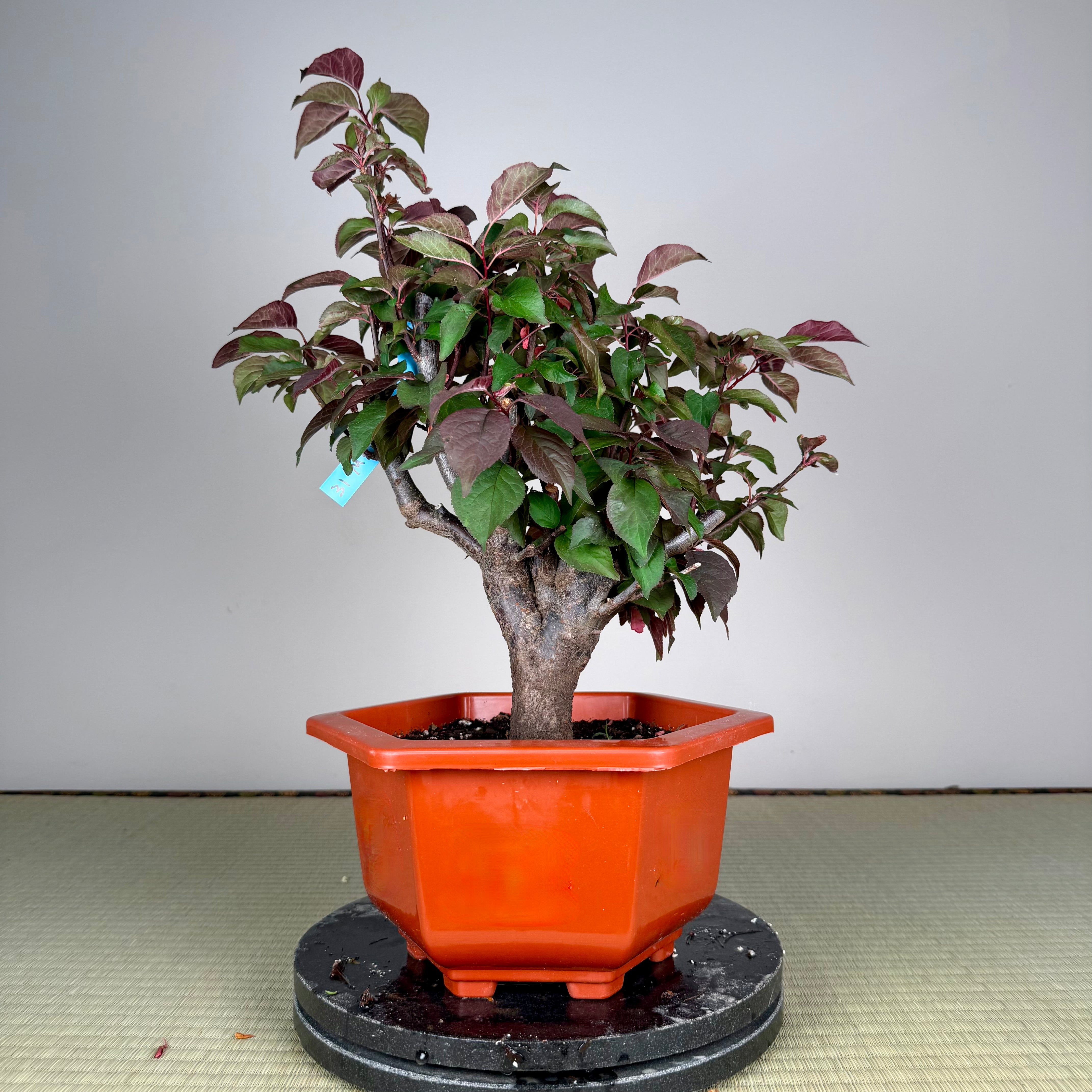 Glycine floribunda