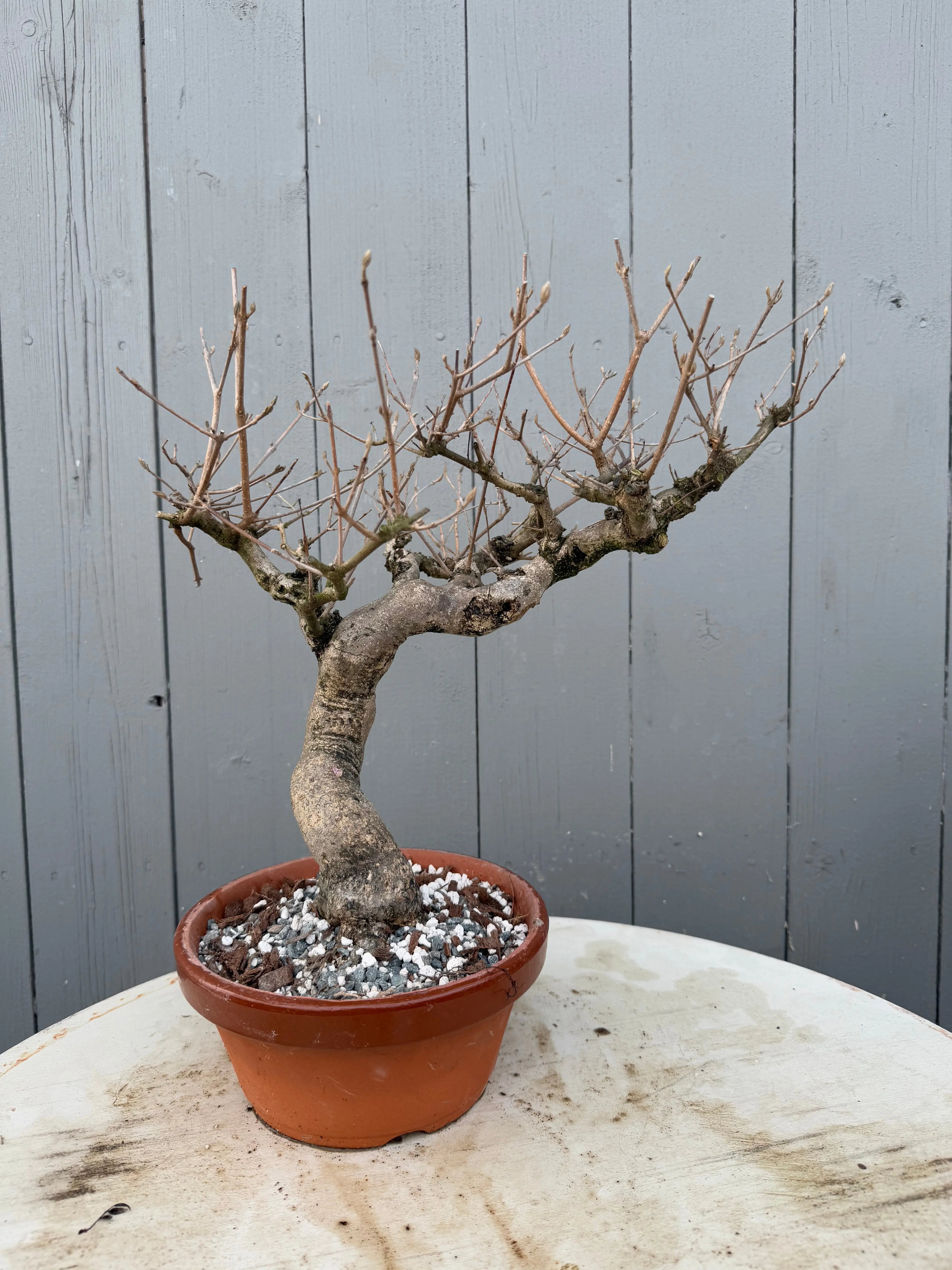 Callicarpa japonica Canada Bonsai