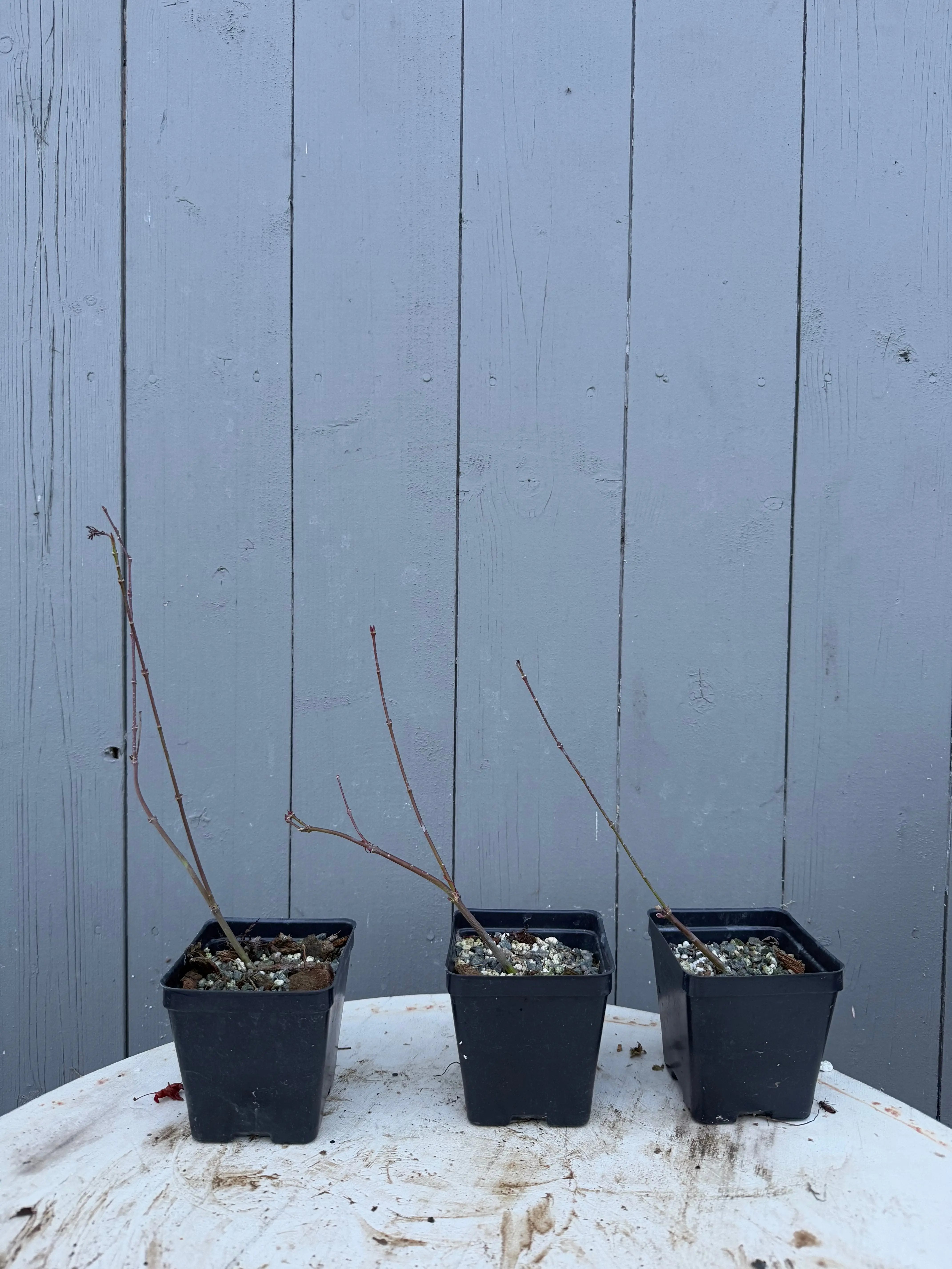 Acer palmatum 'Emerald Lace' Canada Bonsai