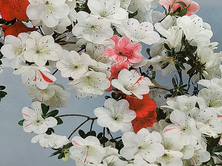 Shiroihanakazari