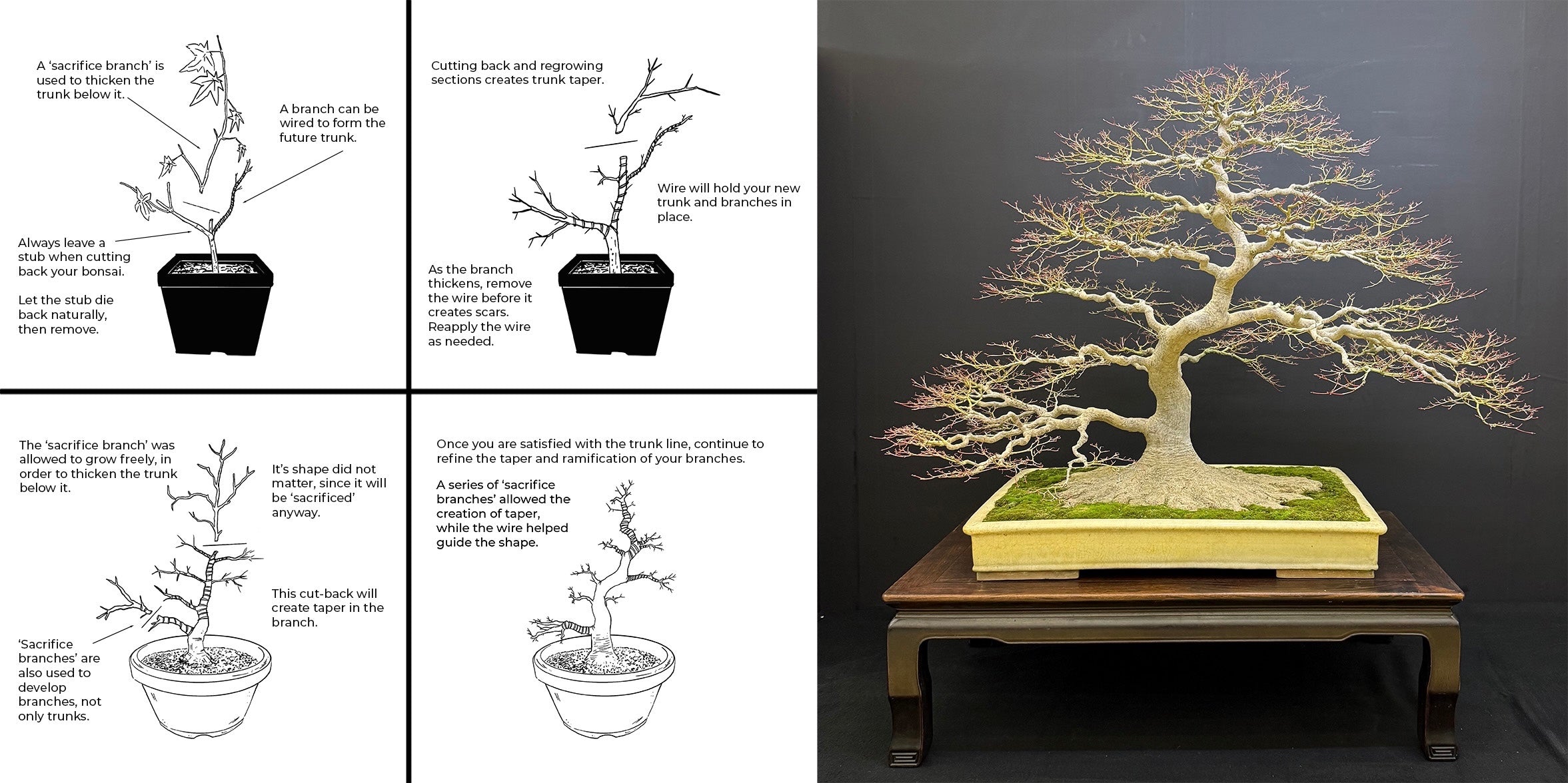 Acer palmatum 'Katsura' (taille réduite)