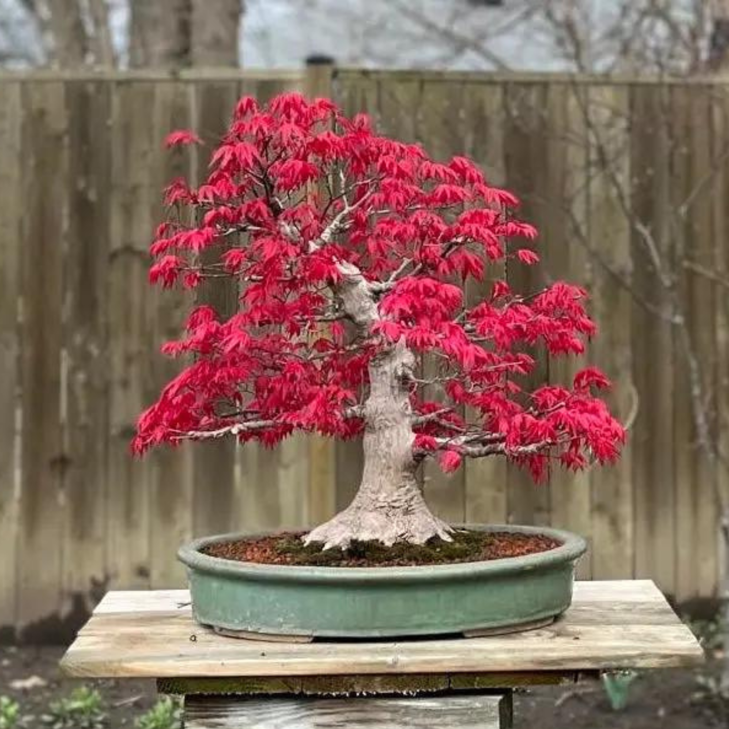 Acer palmatum 'Deshojo'