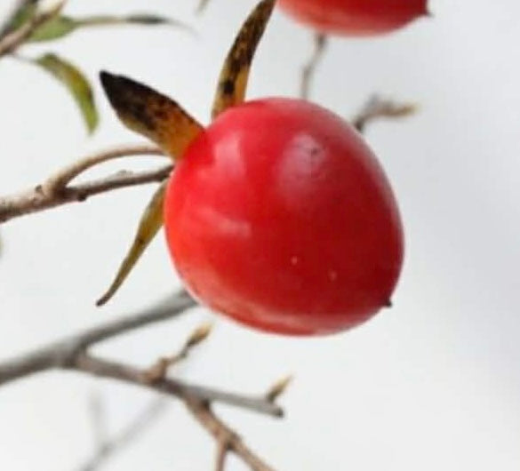 Diospyros rhombifolia (bouture de racine) 'Sekaiichi'