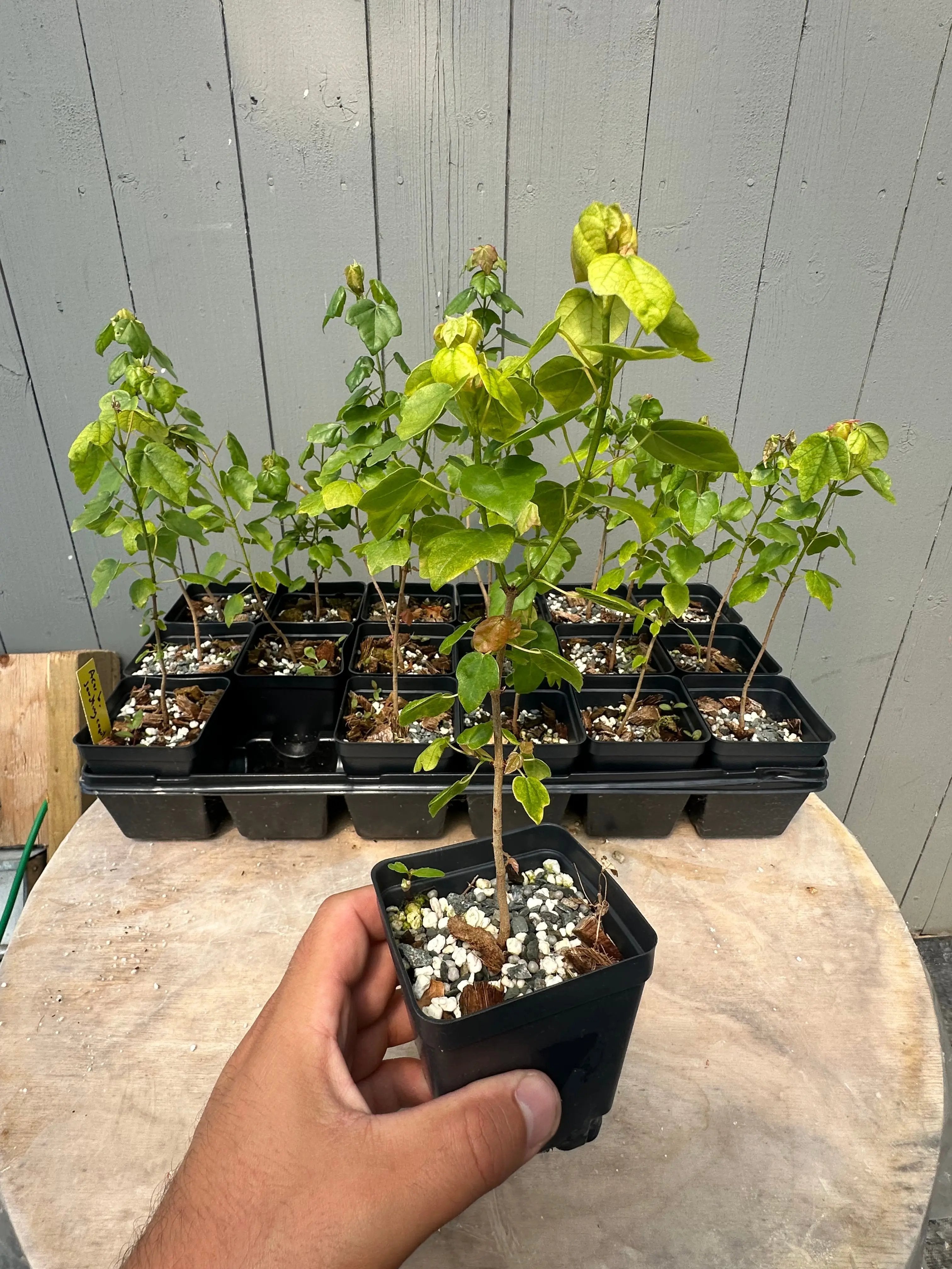 Acer buergerianum (seed-grown) Canada Bonsai