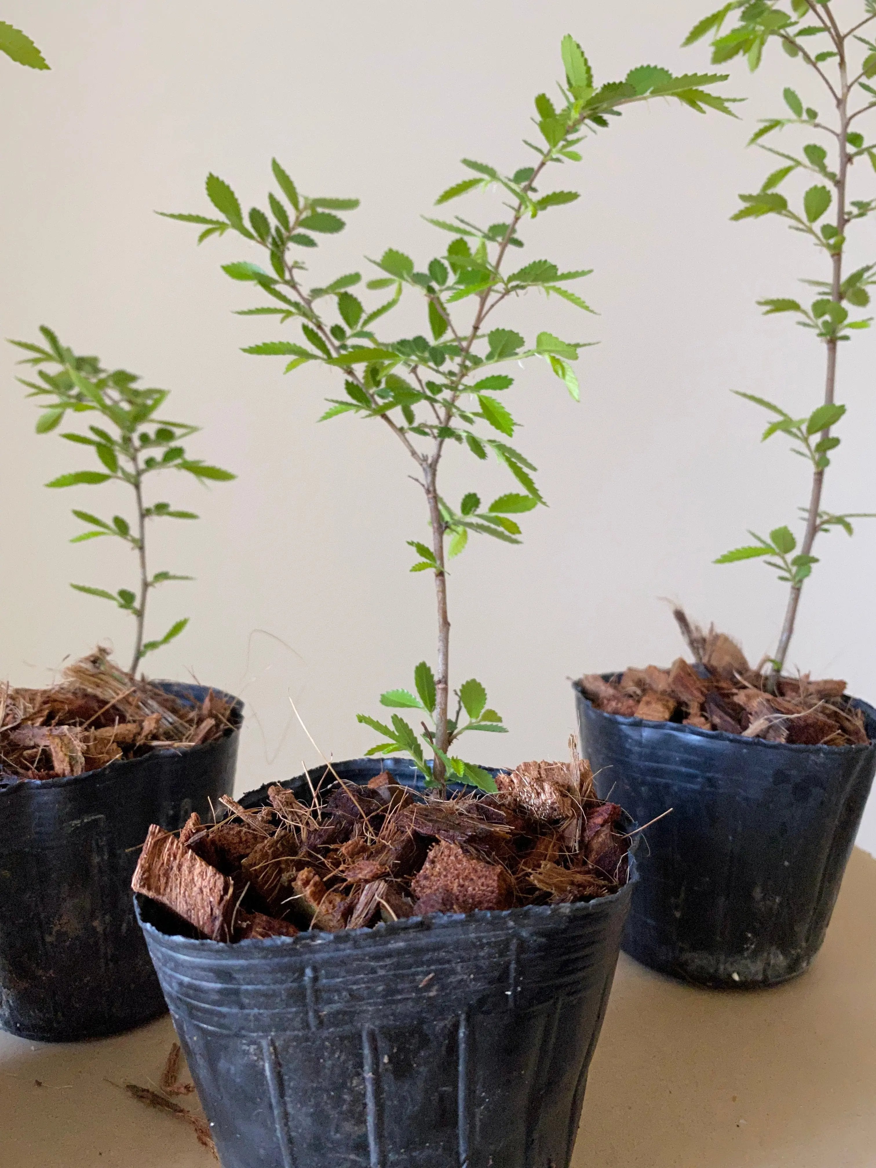Chinese Elm (Rough Bark) Canada Bonsai