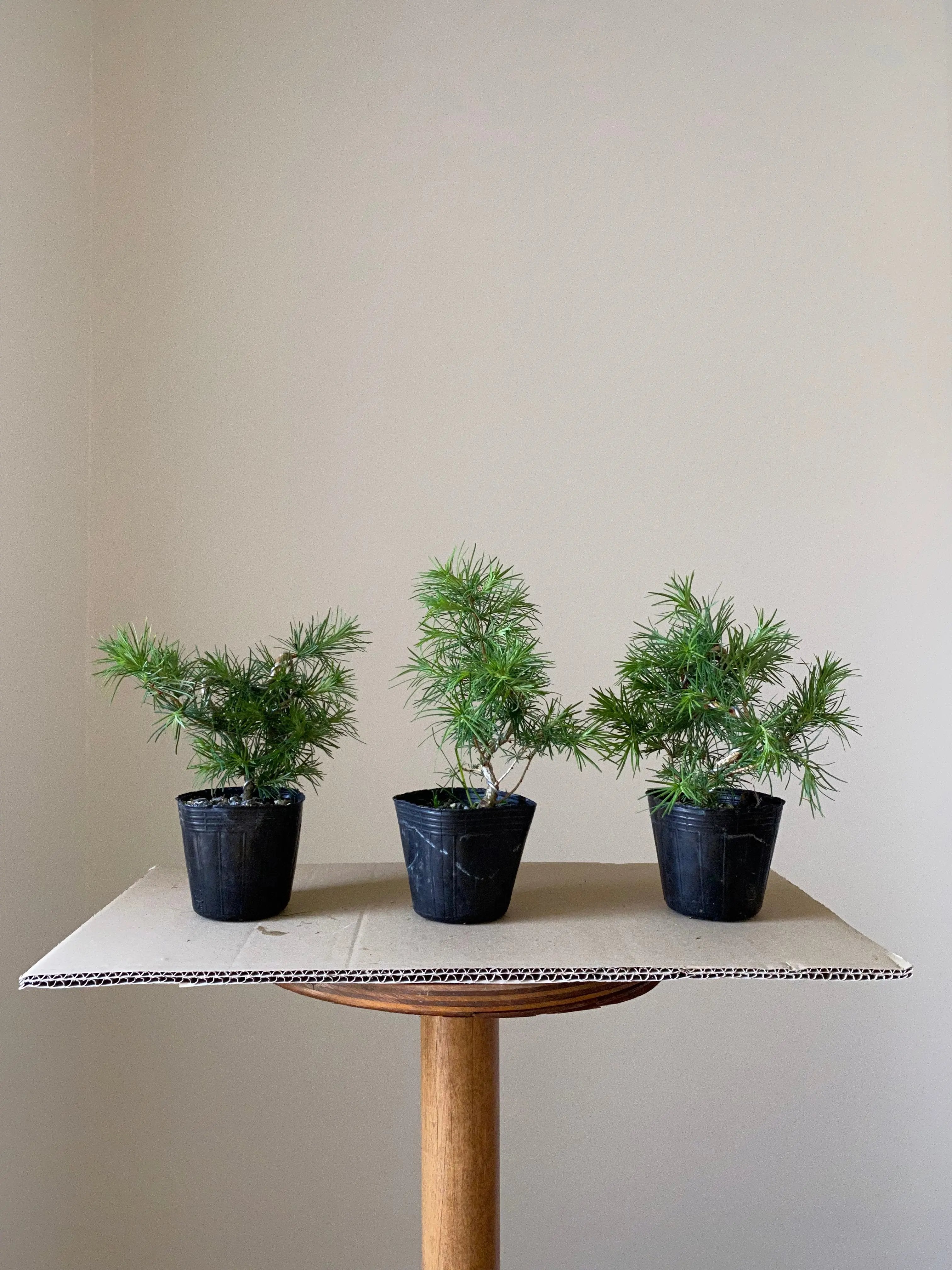 Japanese Larch Canada Bonsai