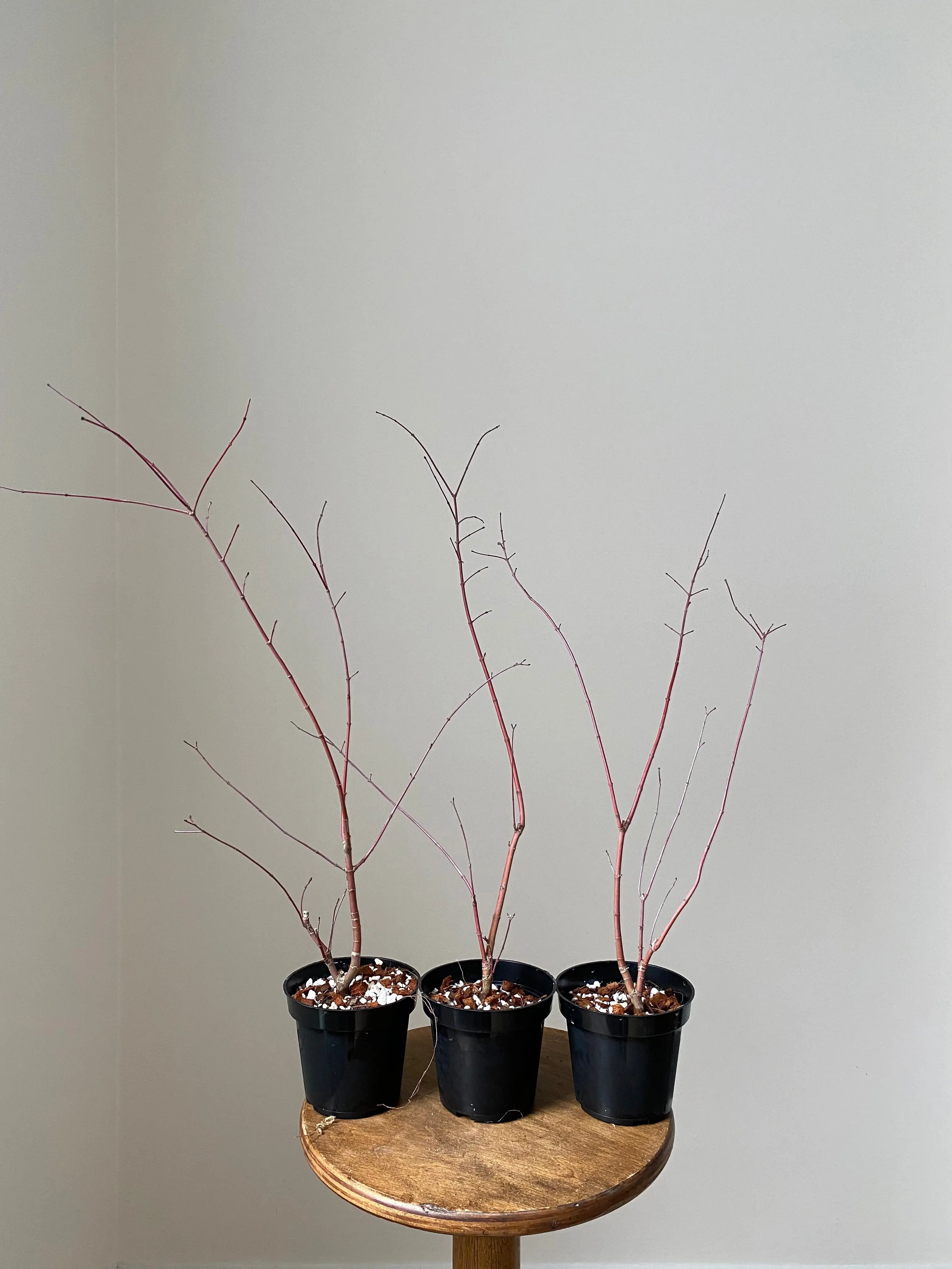 Japanese Maple 'Deshojo' Canada Bonsai