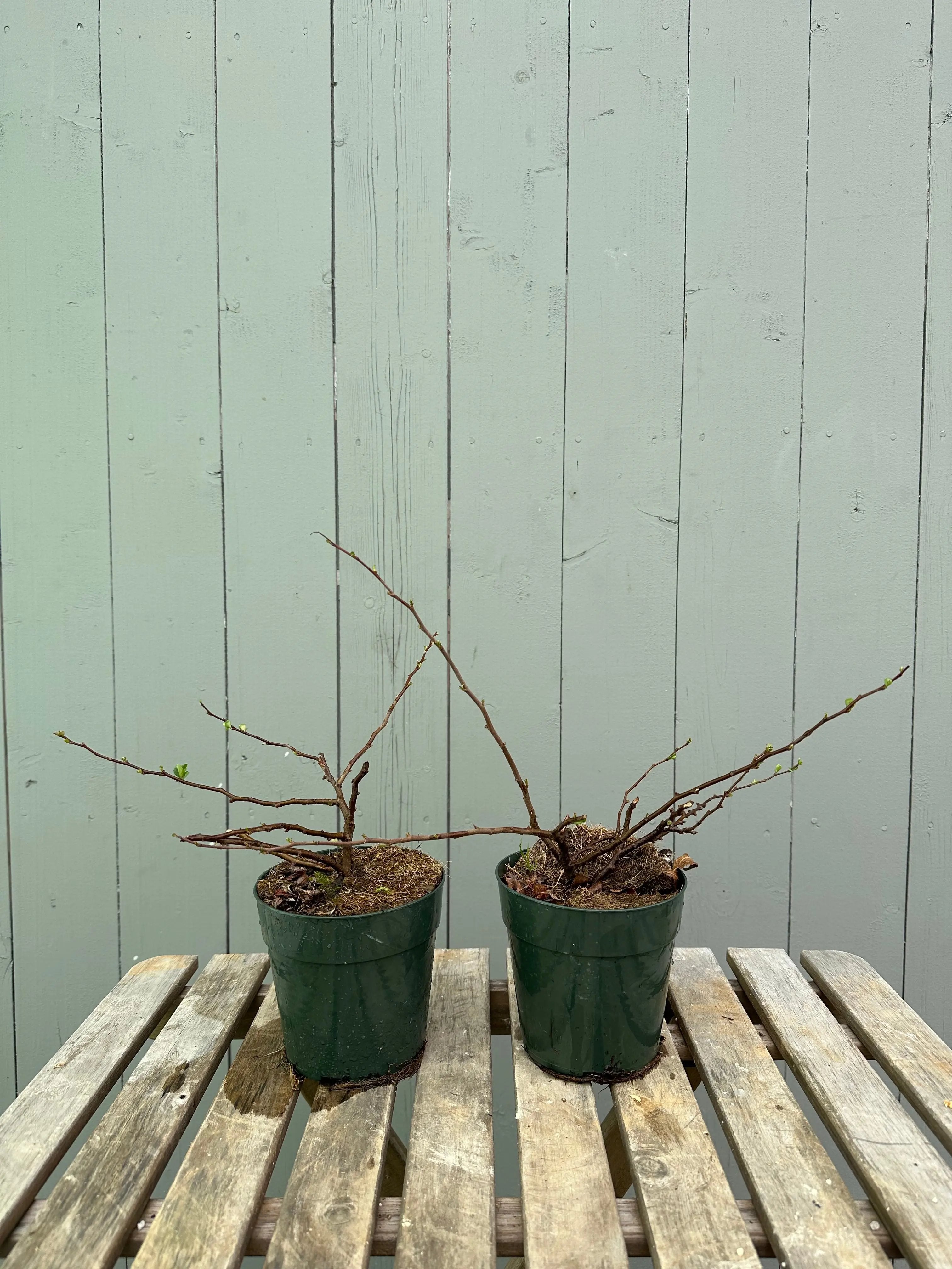 Japanese Quince var. Chojubai (white) Canada Bonsai