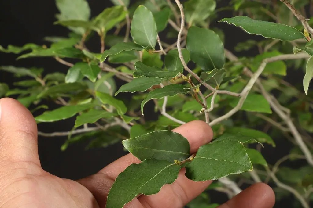 Lindera glauca Canada Bonsai