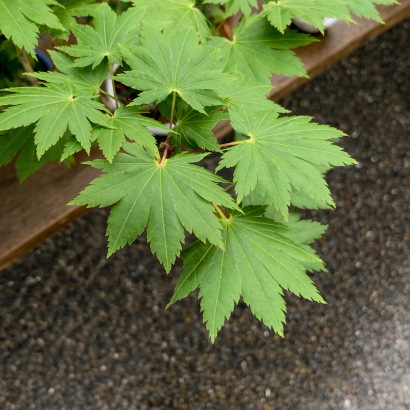 Acer tenuifolium 'Kohauchiwa' (1 unité)