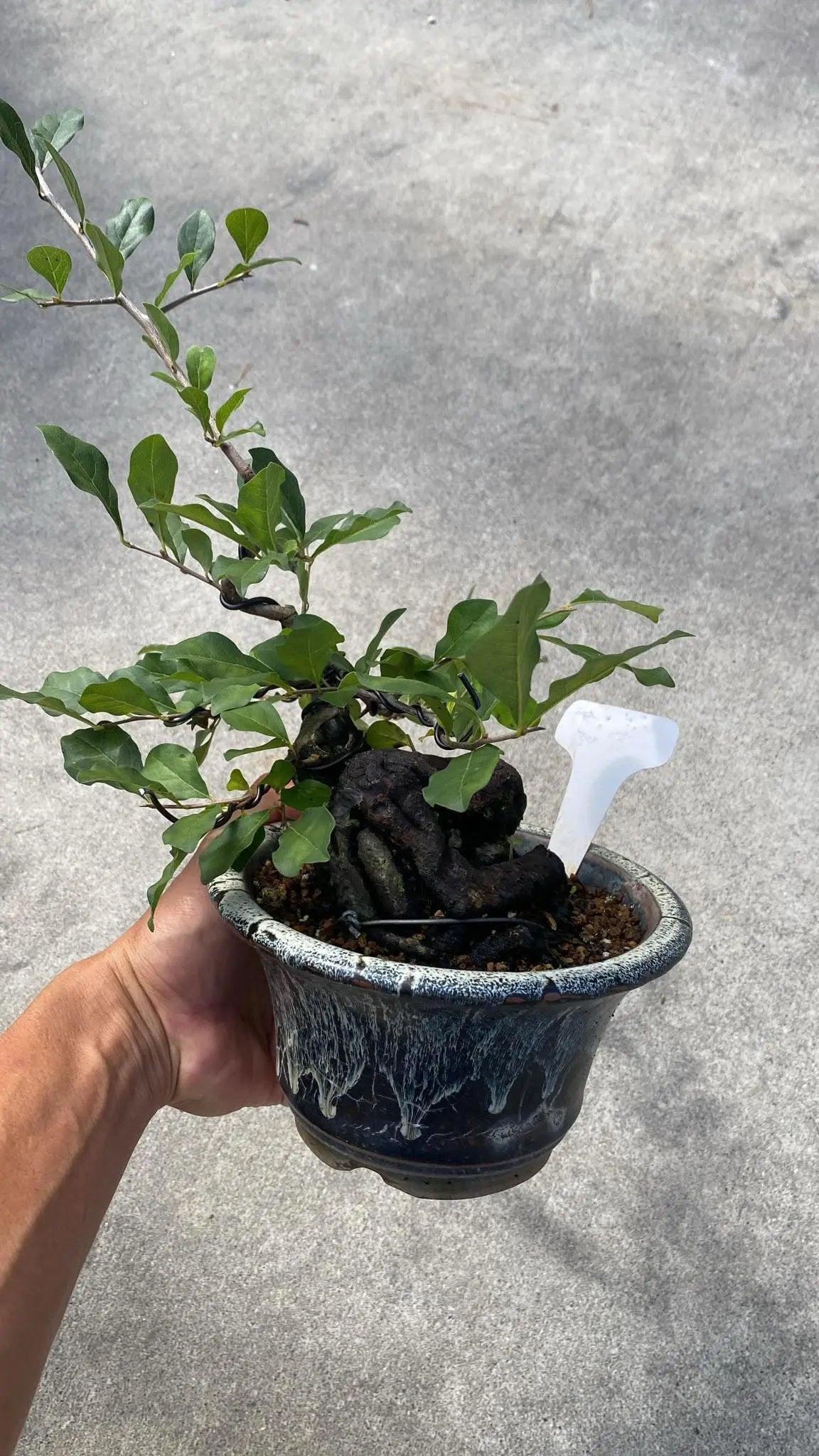 Diospyros rhombifolia Canada Bonsai