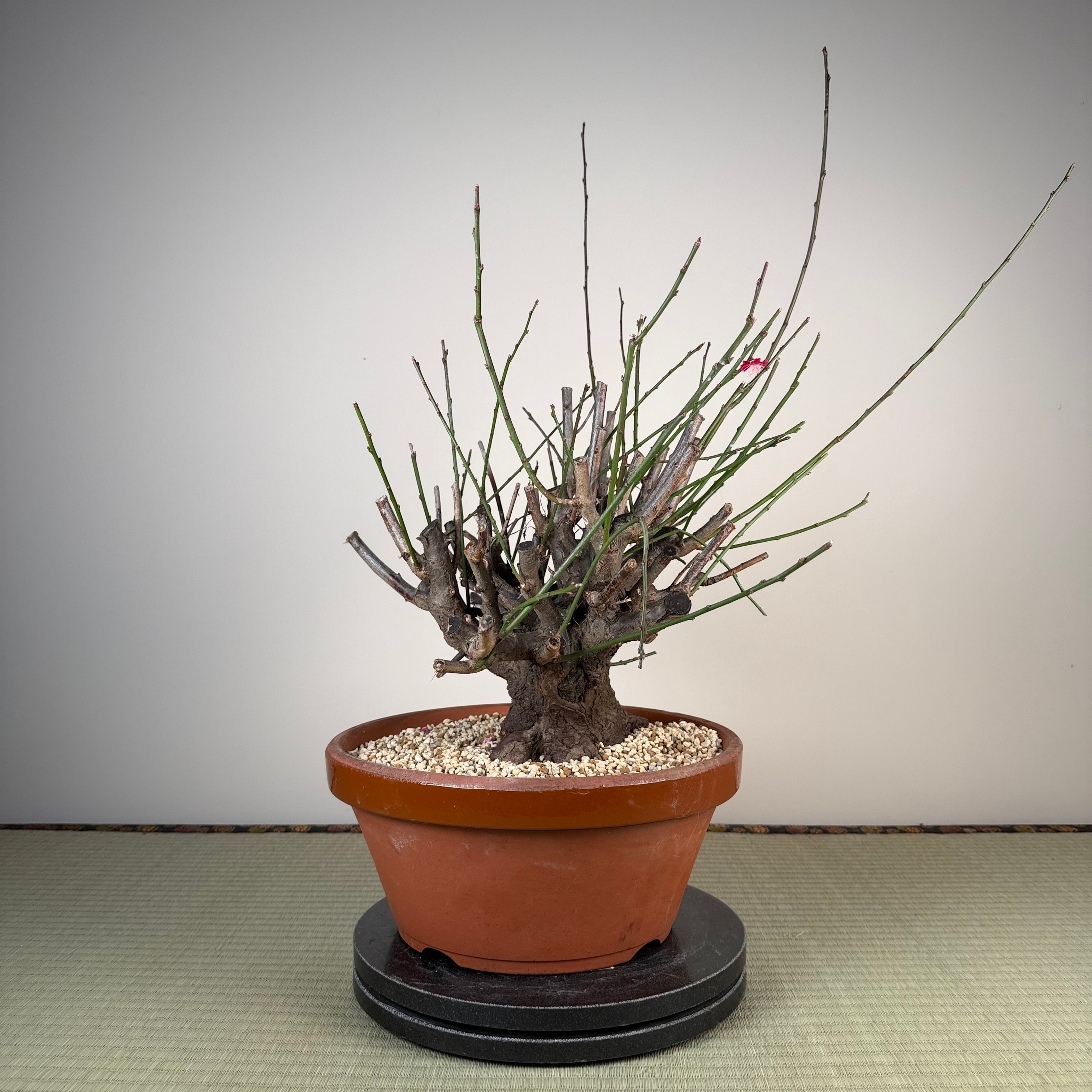 Glycine floribunda