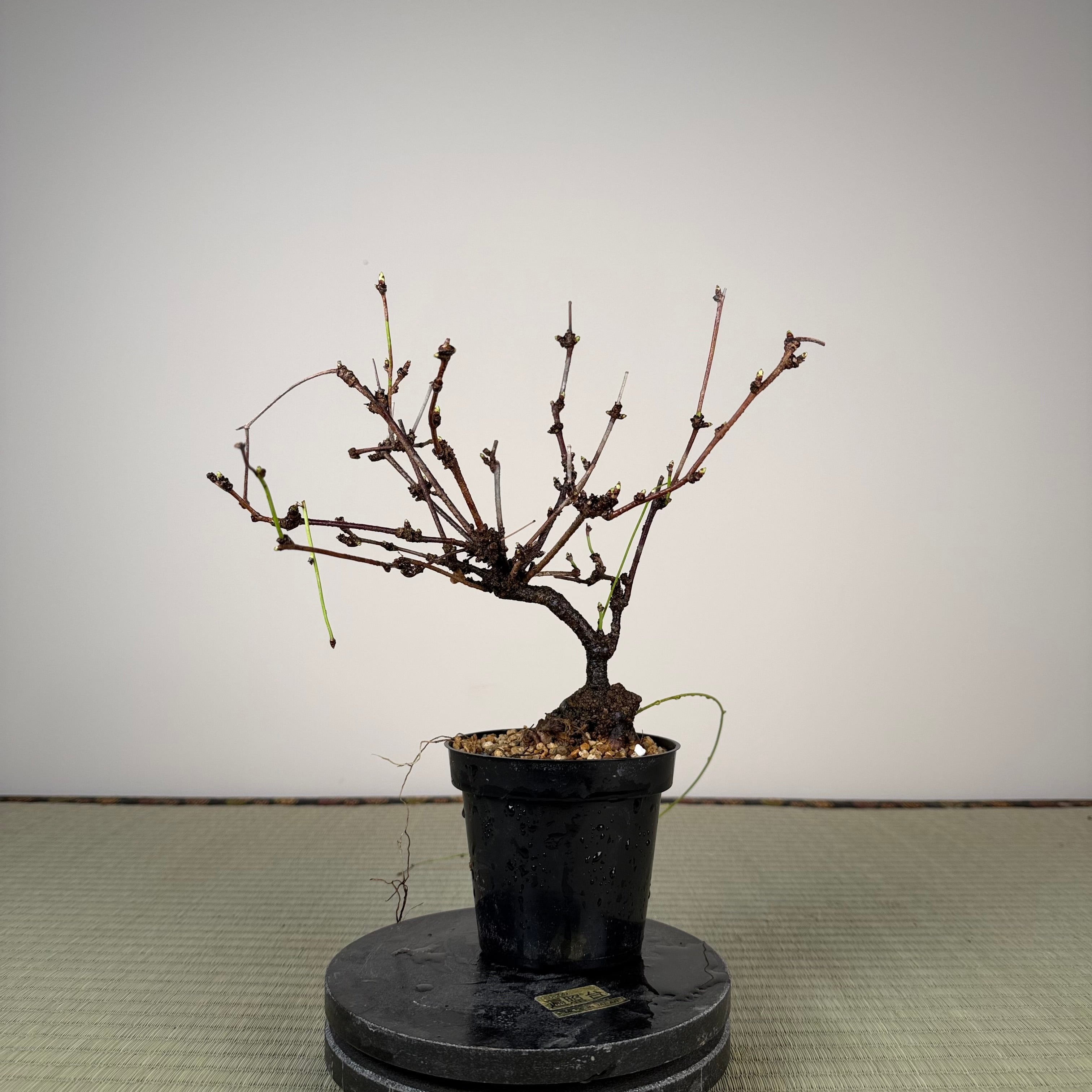 Akebia (fleur blanche)