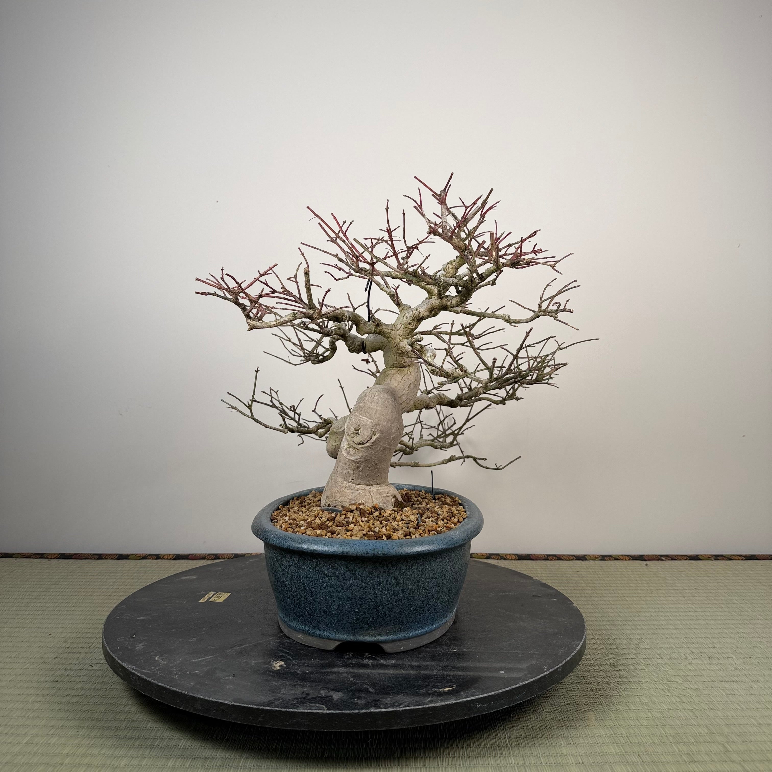 Euonymus