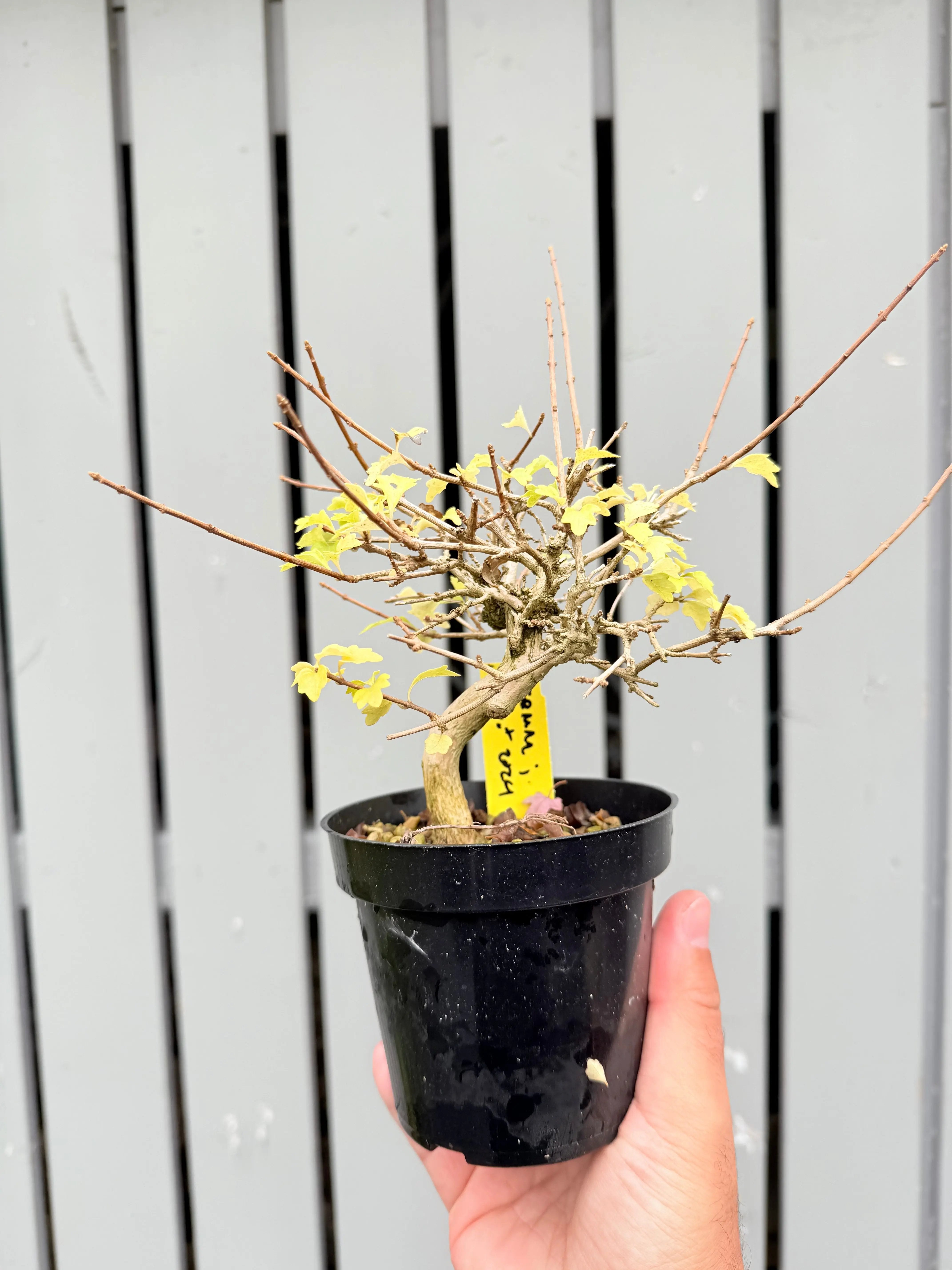 Premna japonica #2 Canada Bonsai