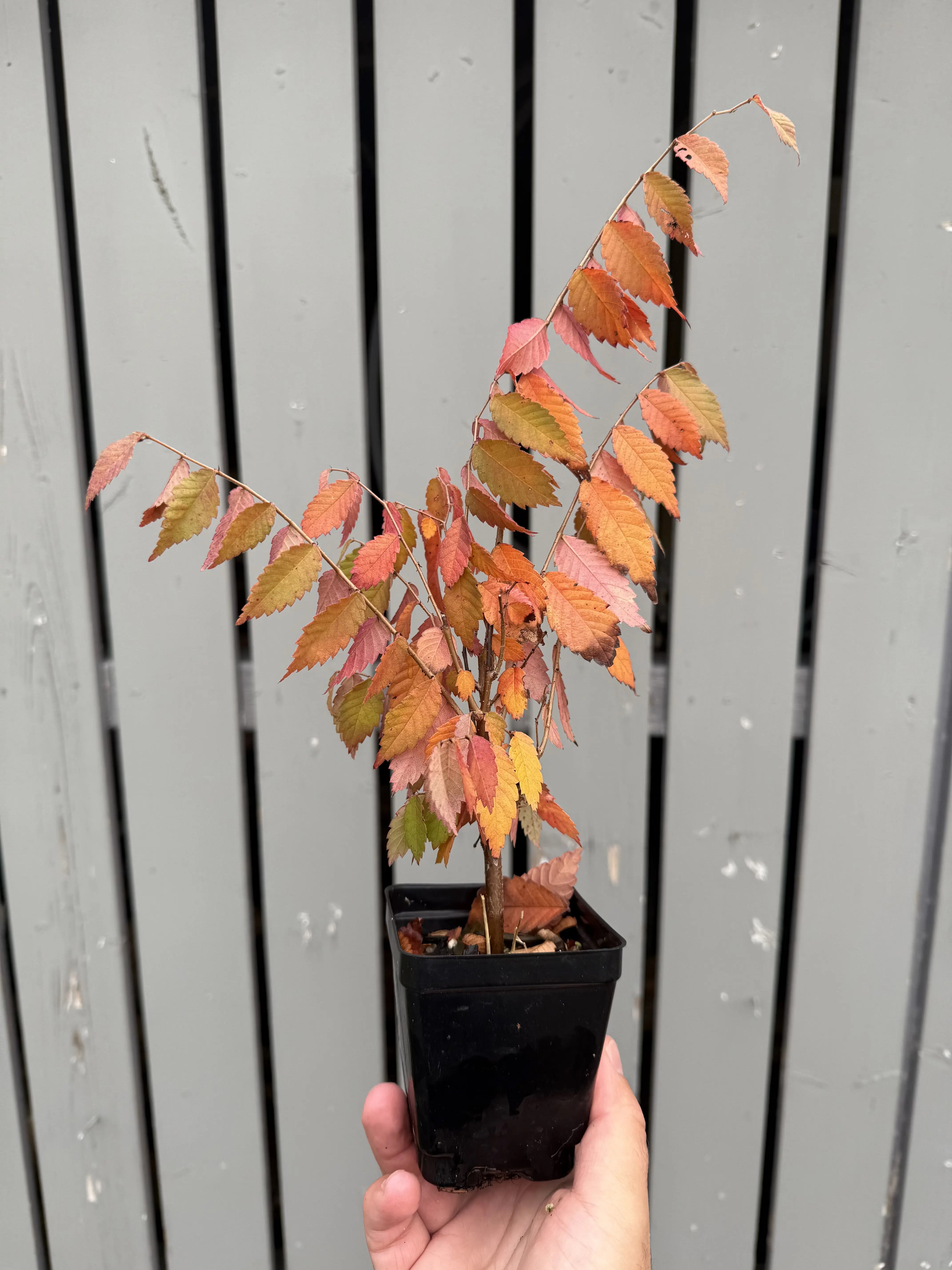 Zelkova serrata #6 Canada Bonsai