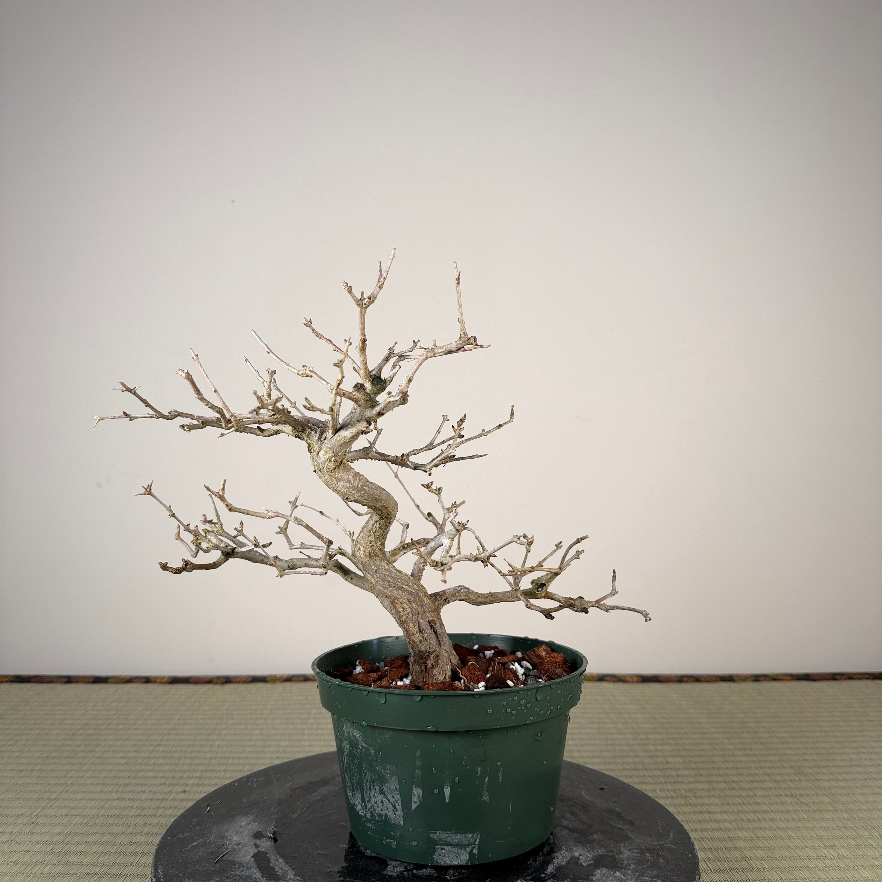 Punica granatum