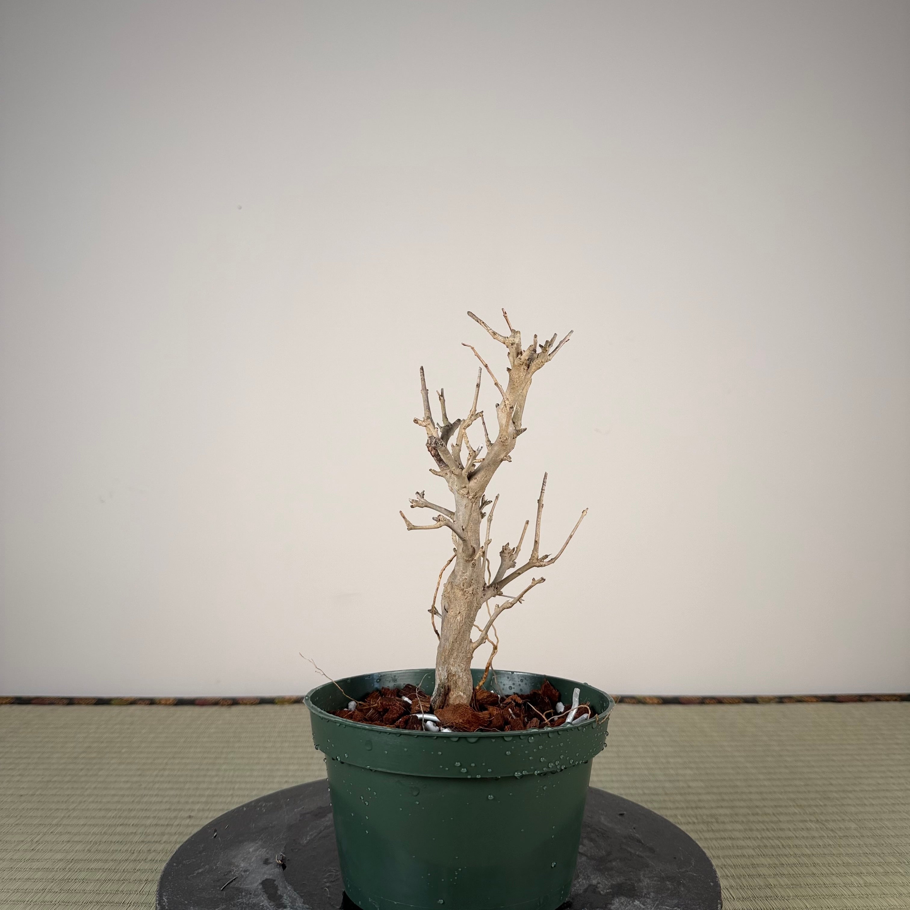 Punica granatum