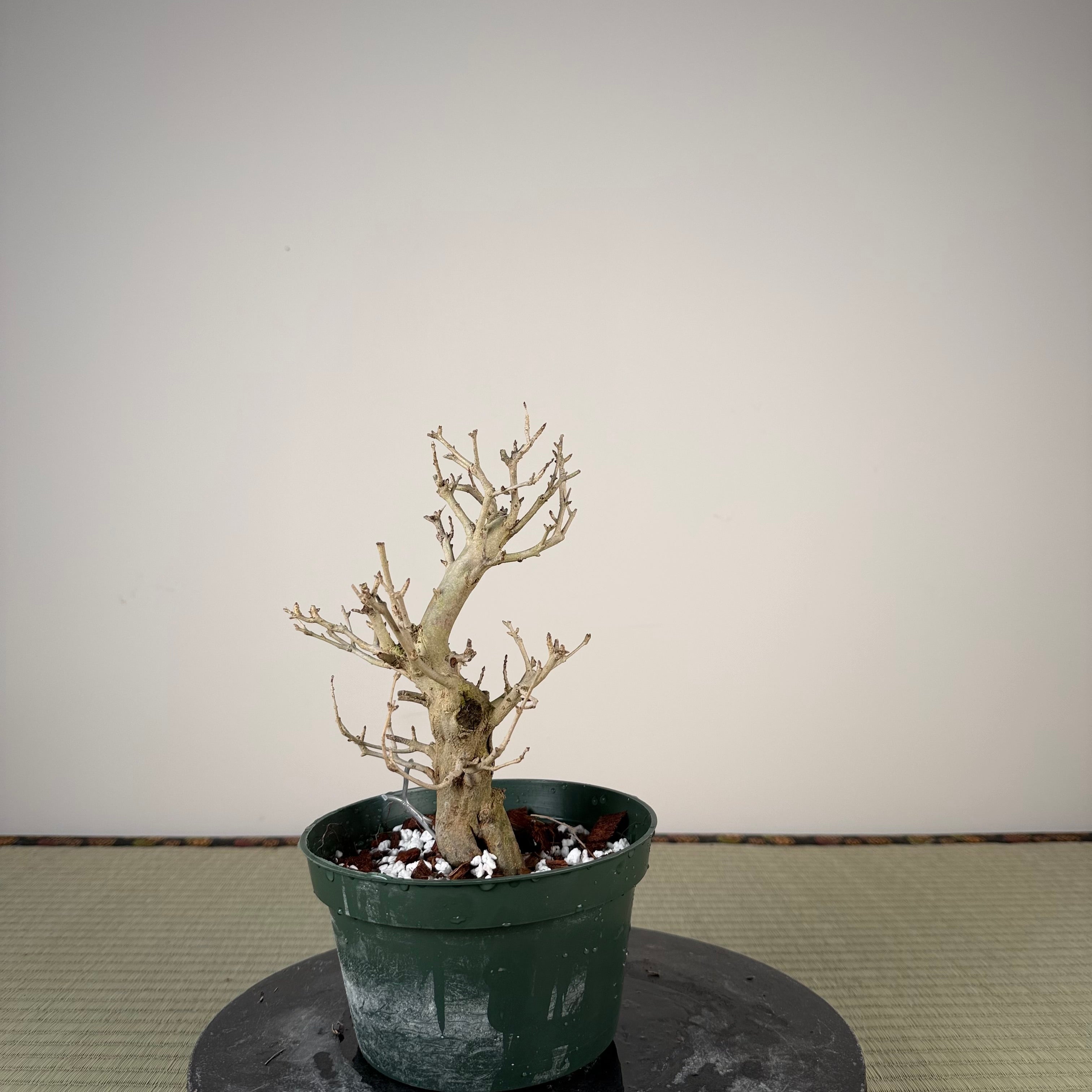 Punica granatum
