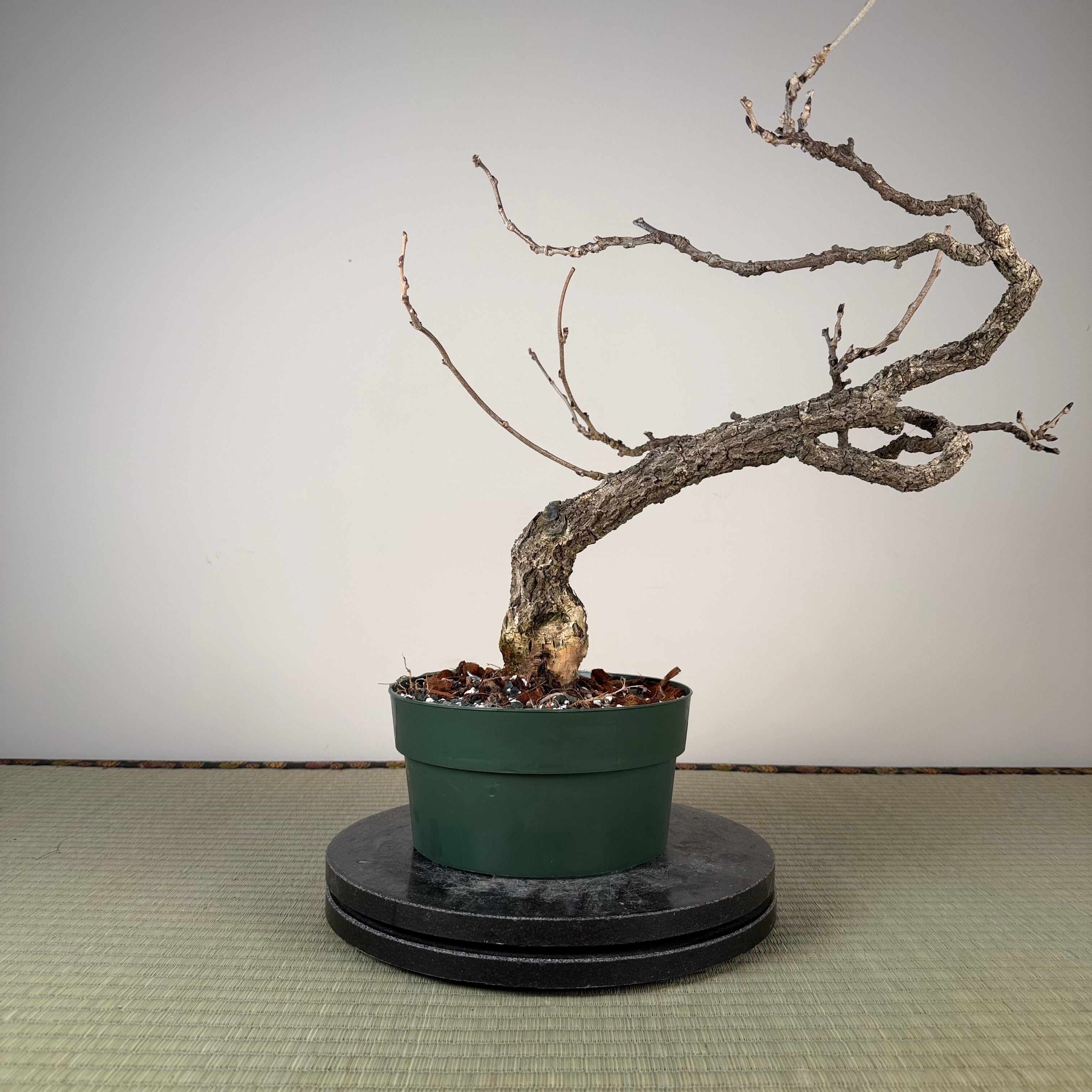 Glycine floribunda