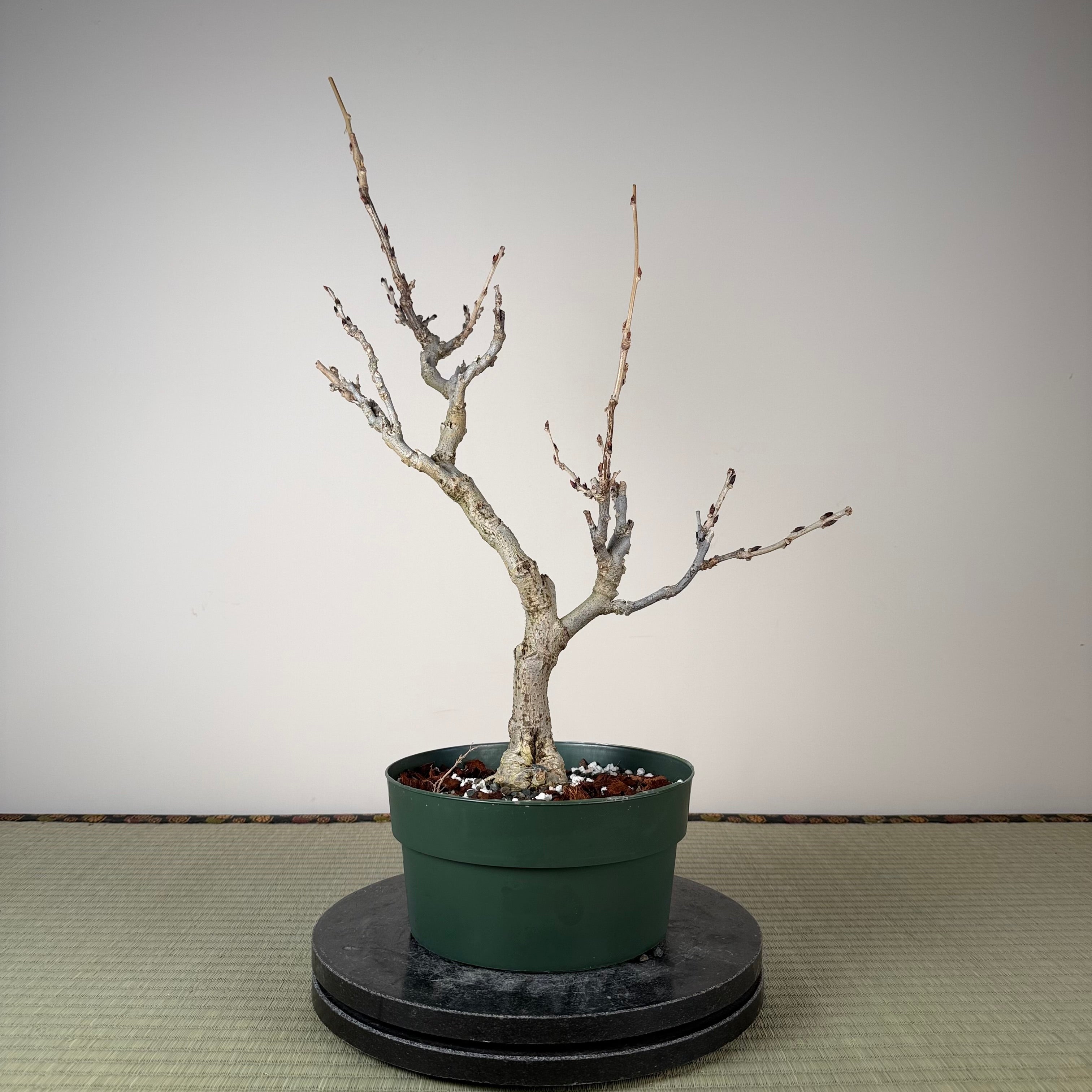 Glycine floribunda (blanche)