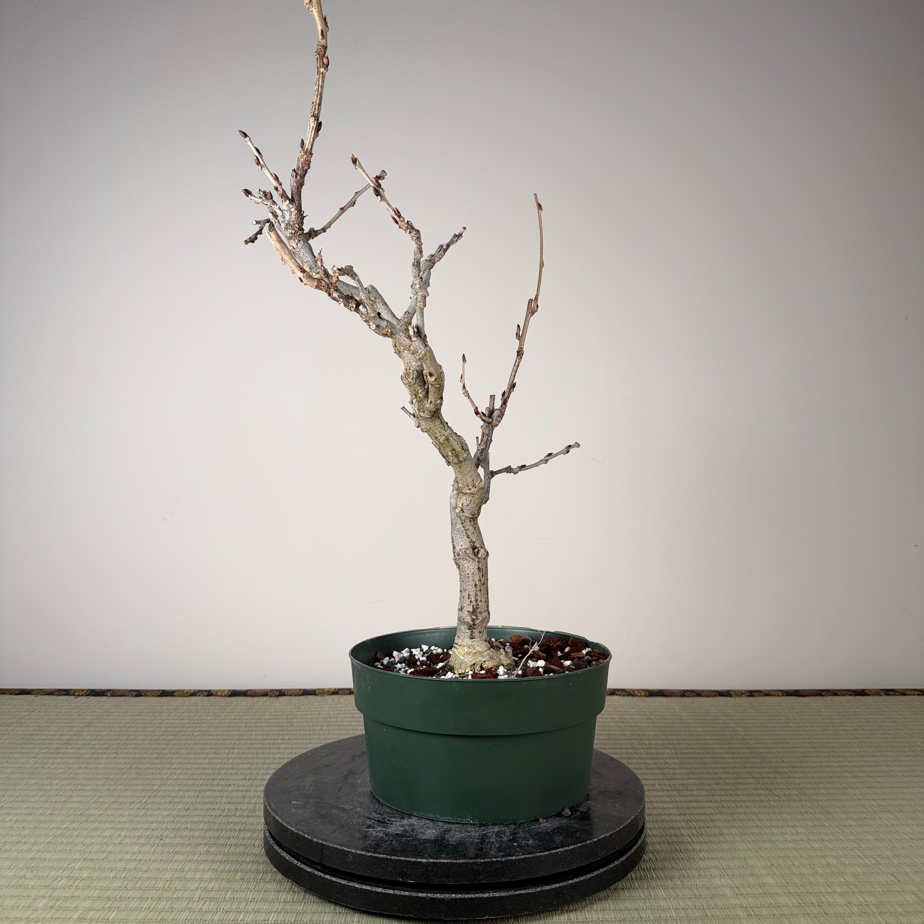 Glycine floribunda (blanche)