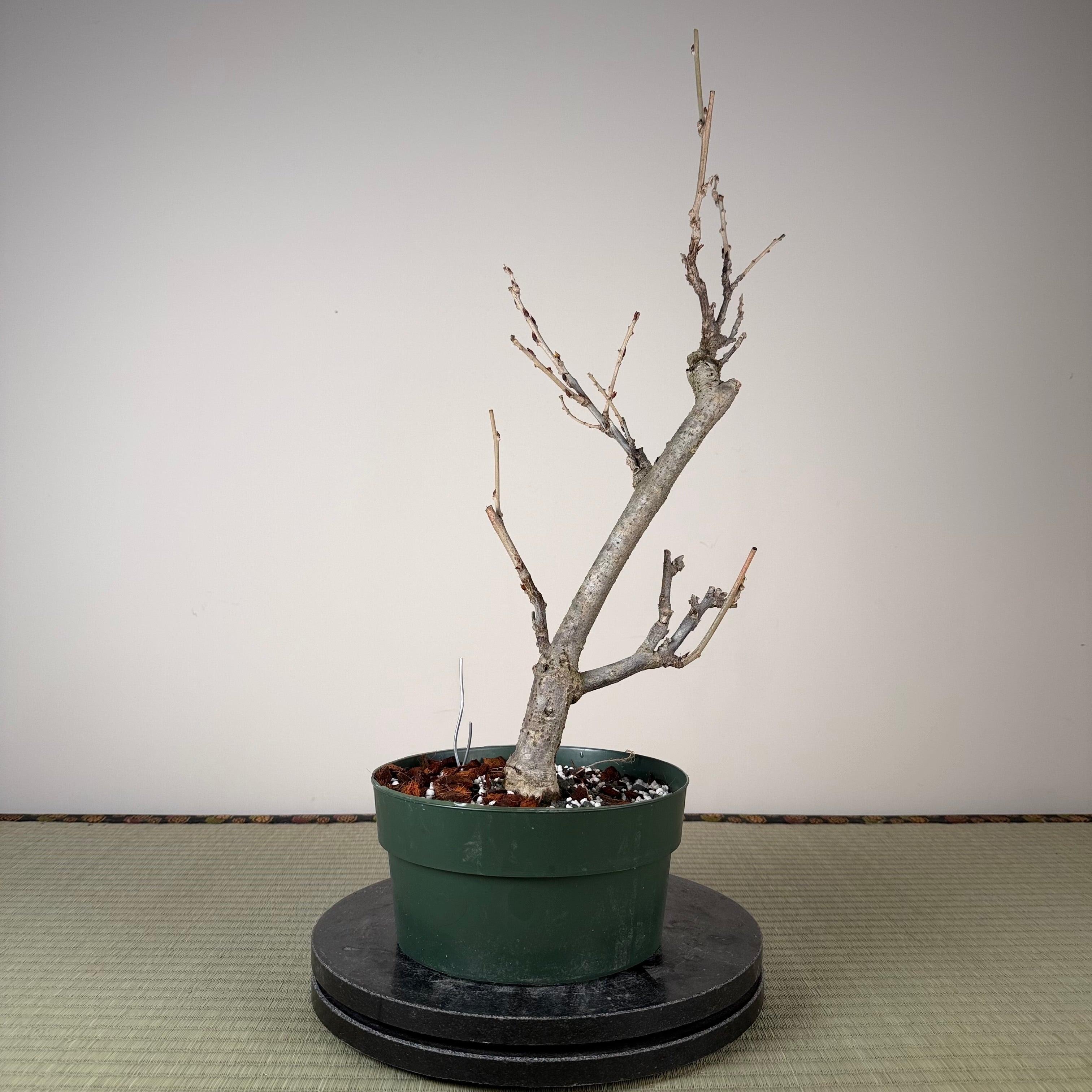 Glycine floribunda (blanche)