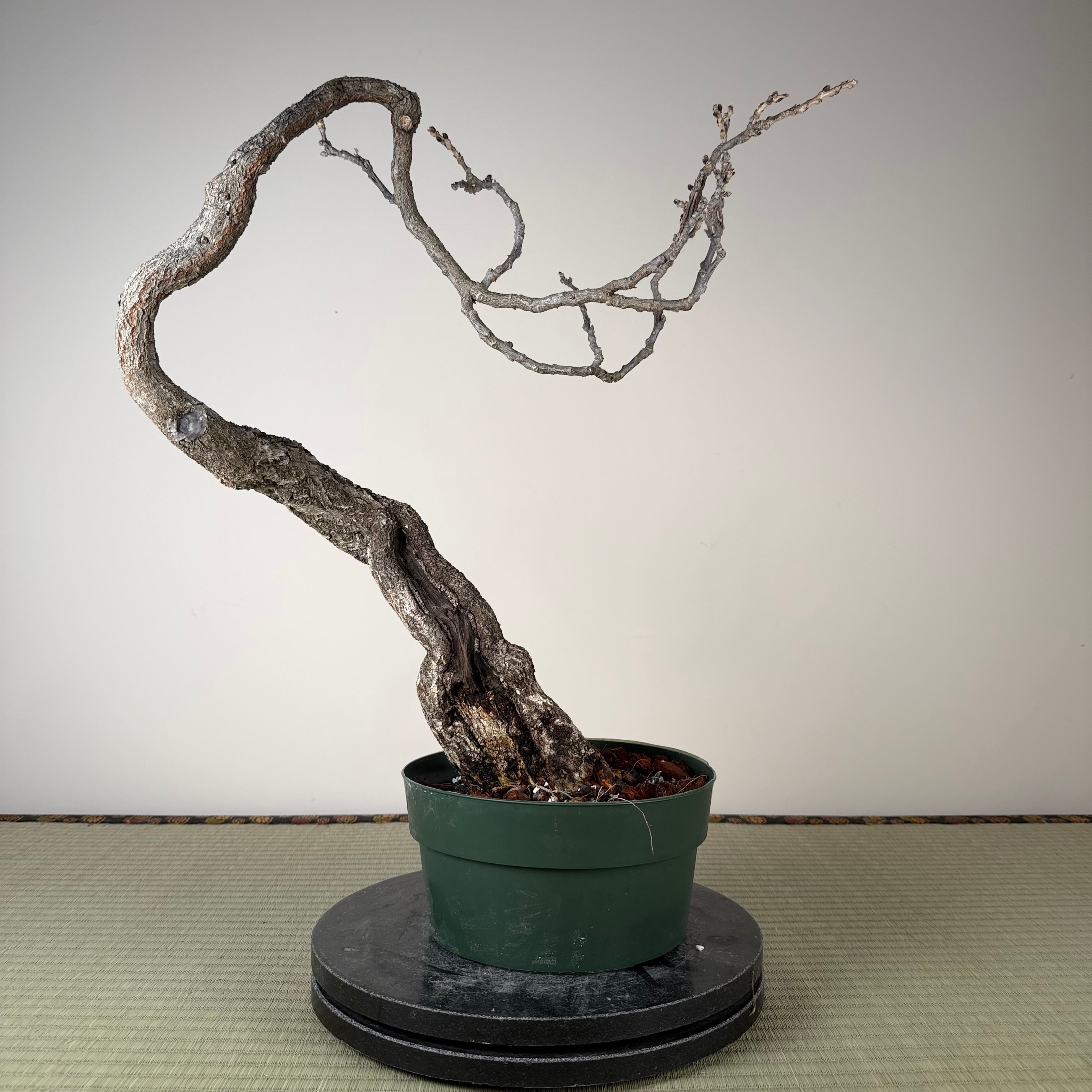 Glycine floribunda