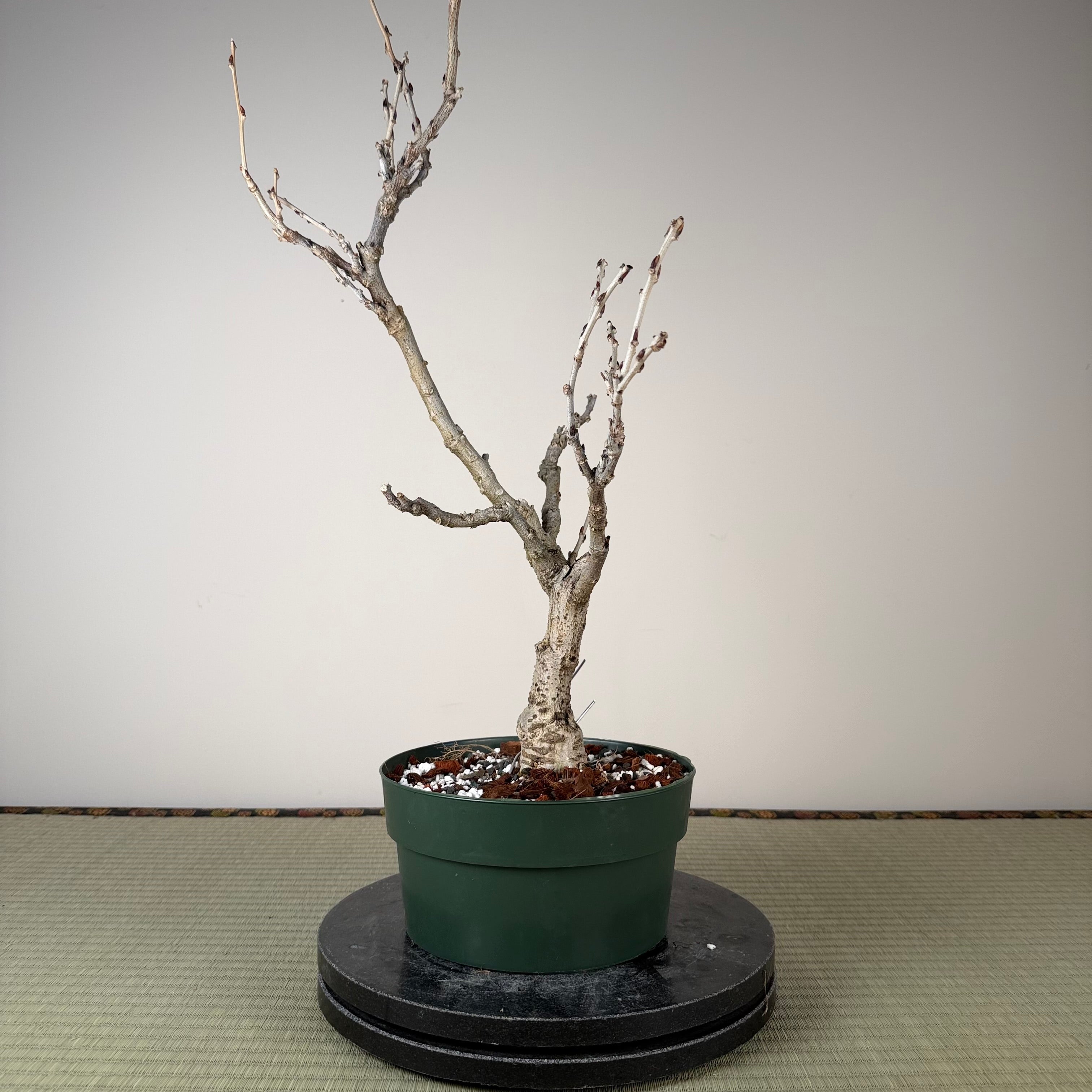 Glycine floribunda (blanche)