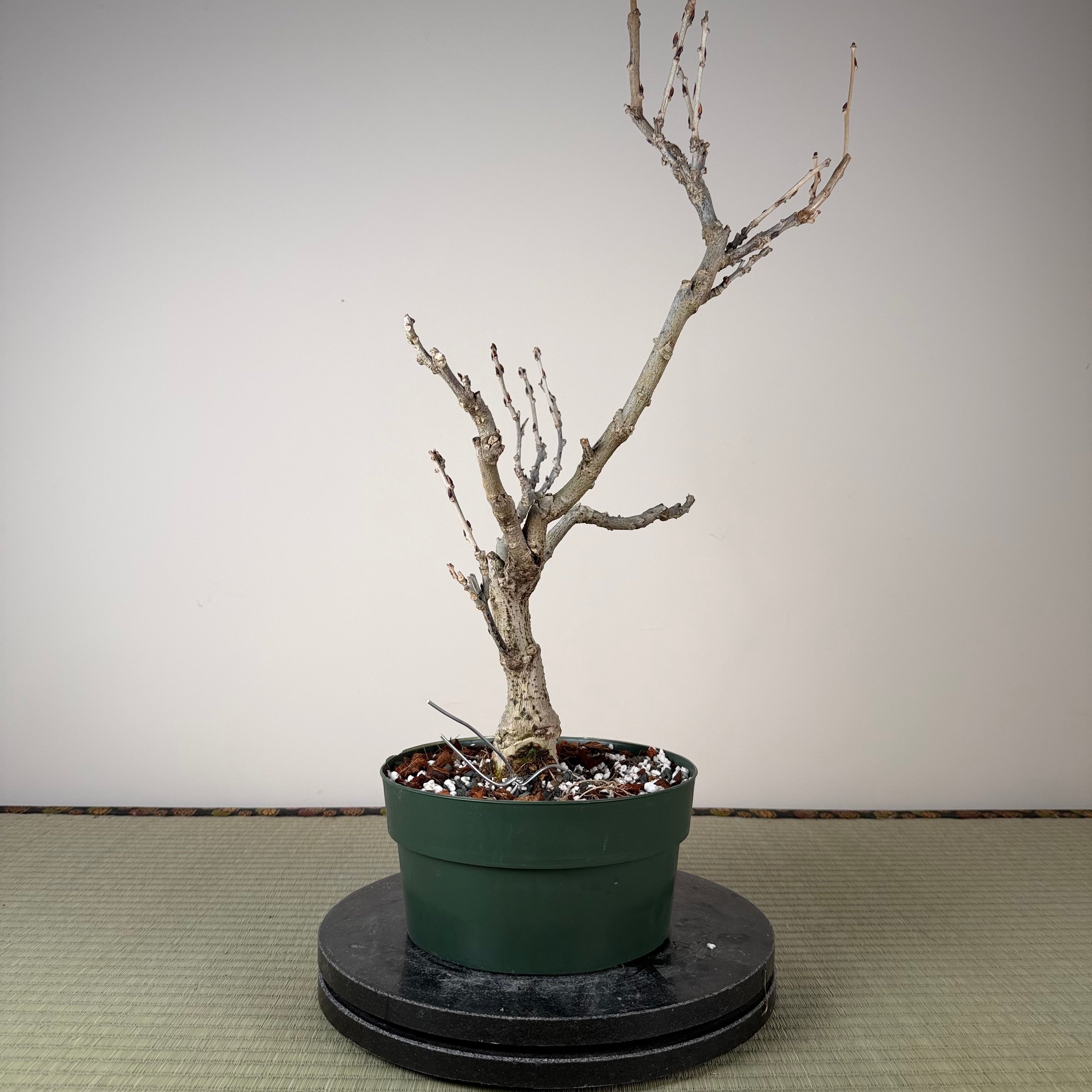 Glycine floribunda (blanche)