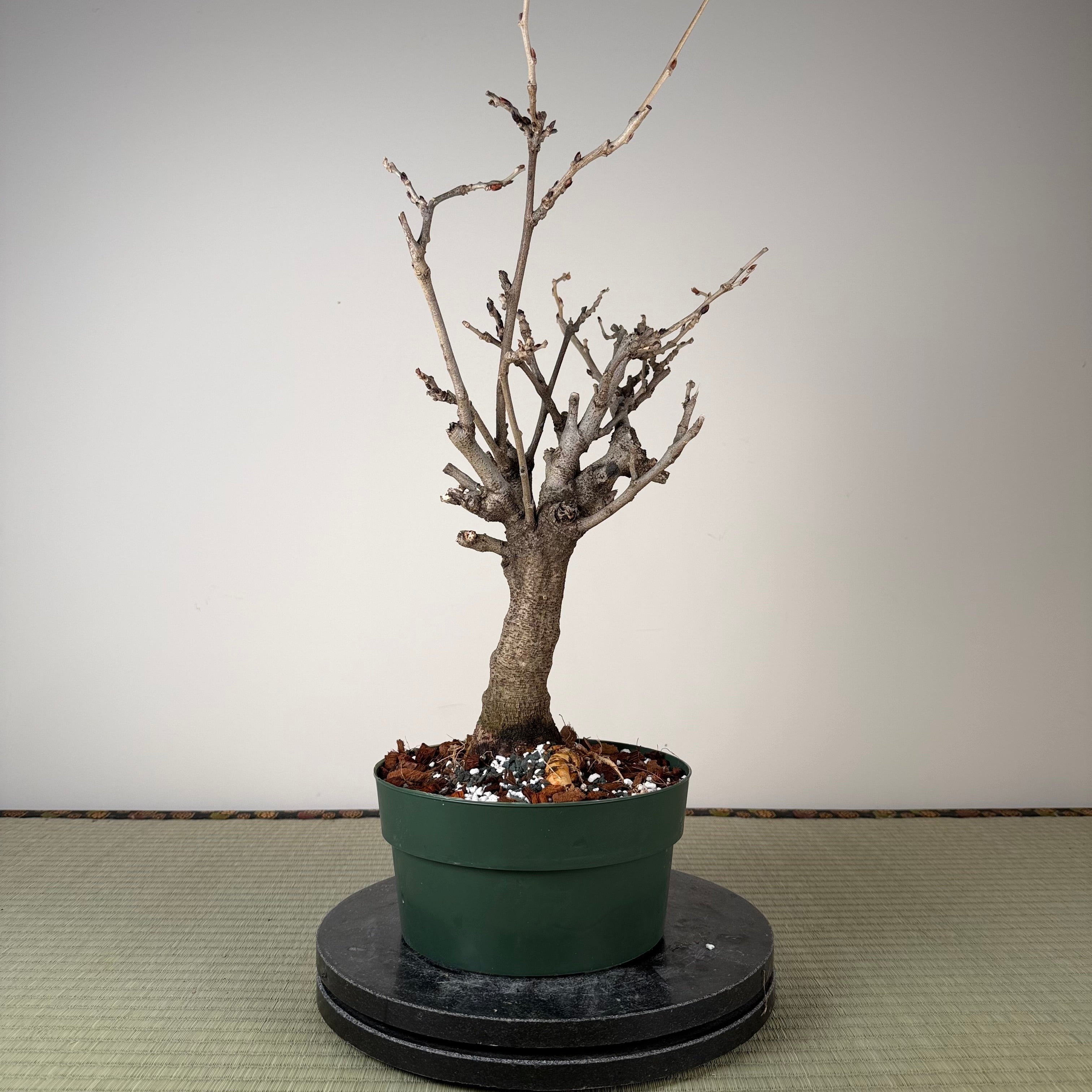 Glycine floribunda
