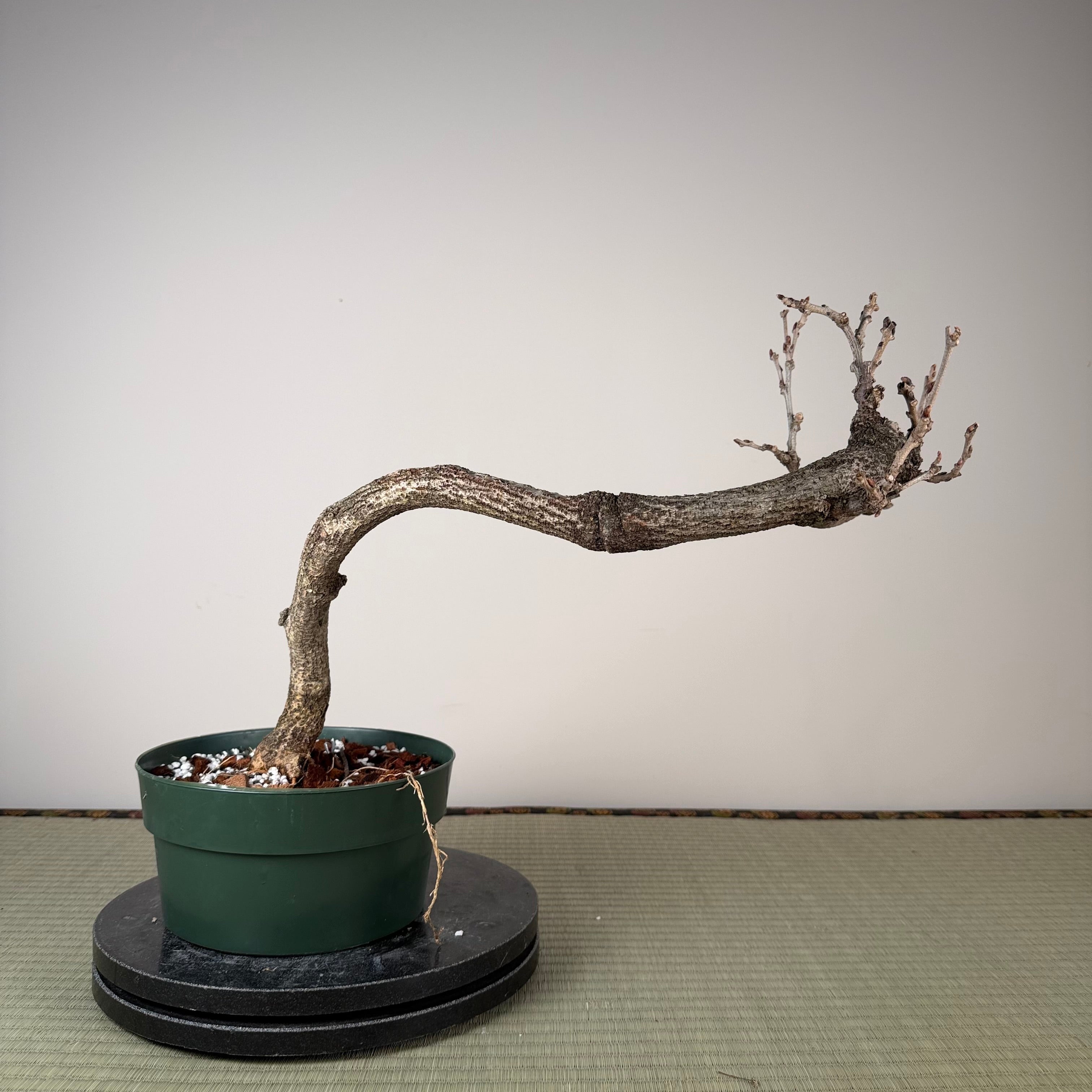Glycine floribunda