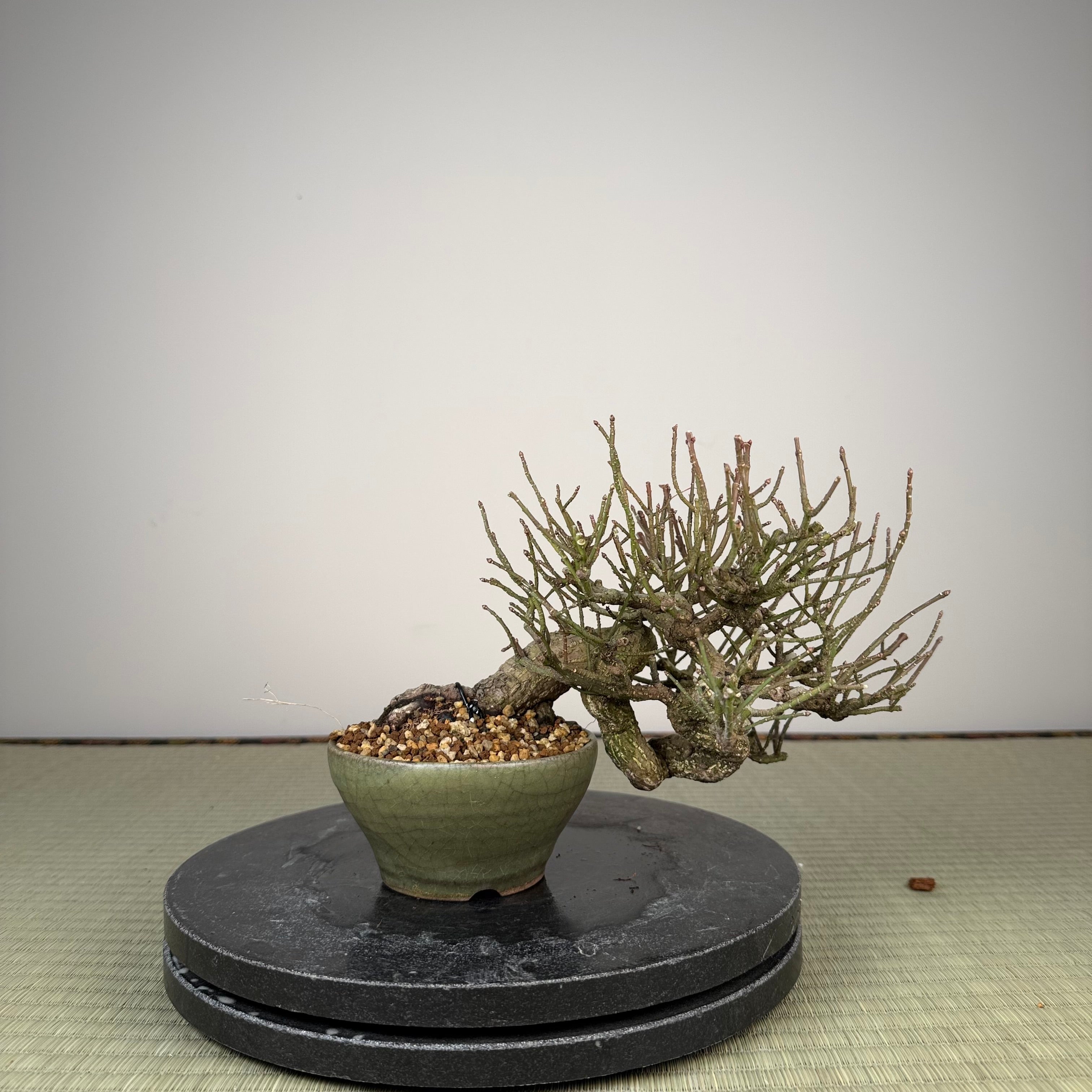 Euonymus