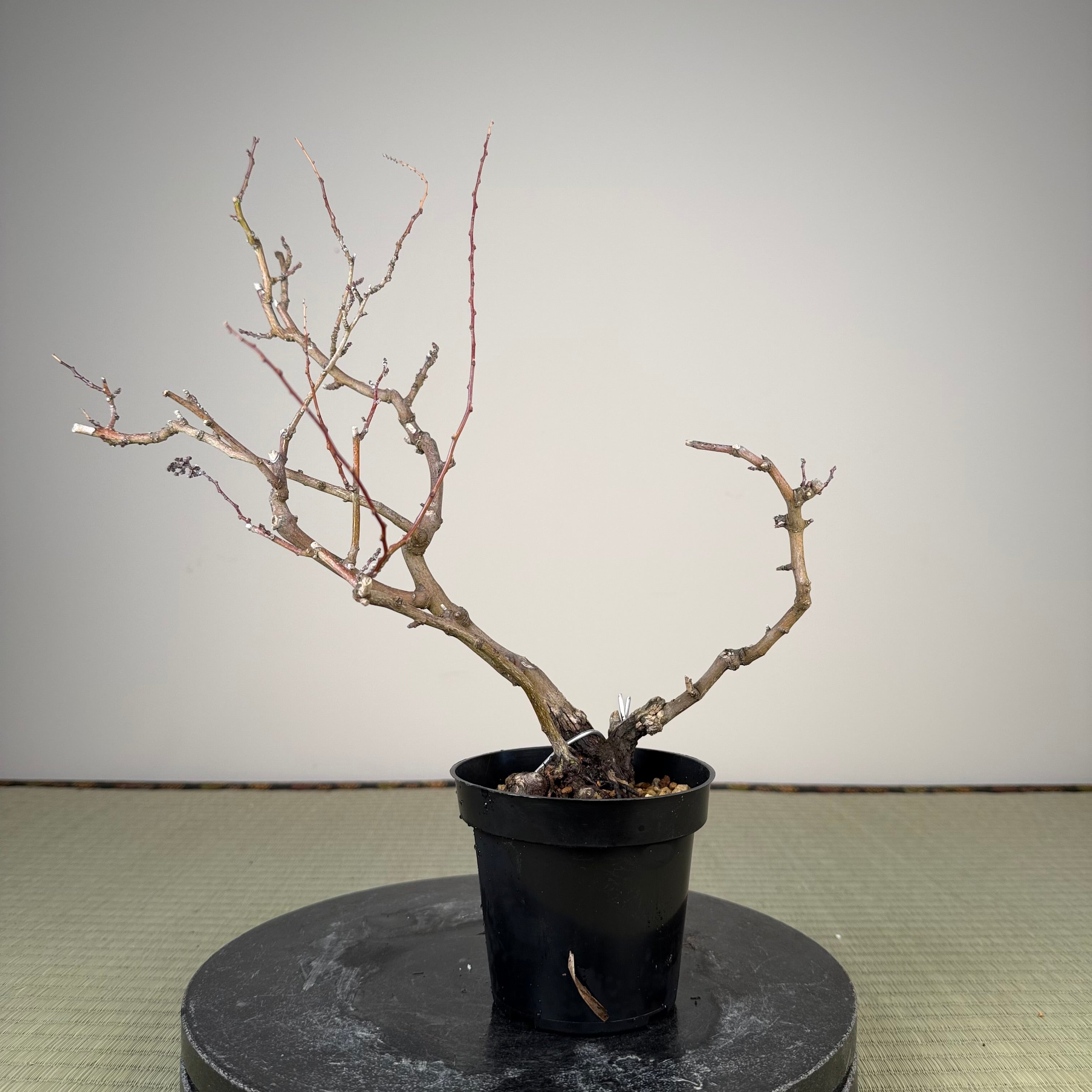 Berchemia racemosa
