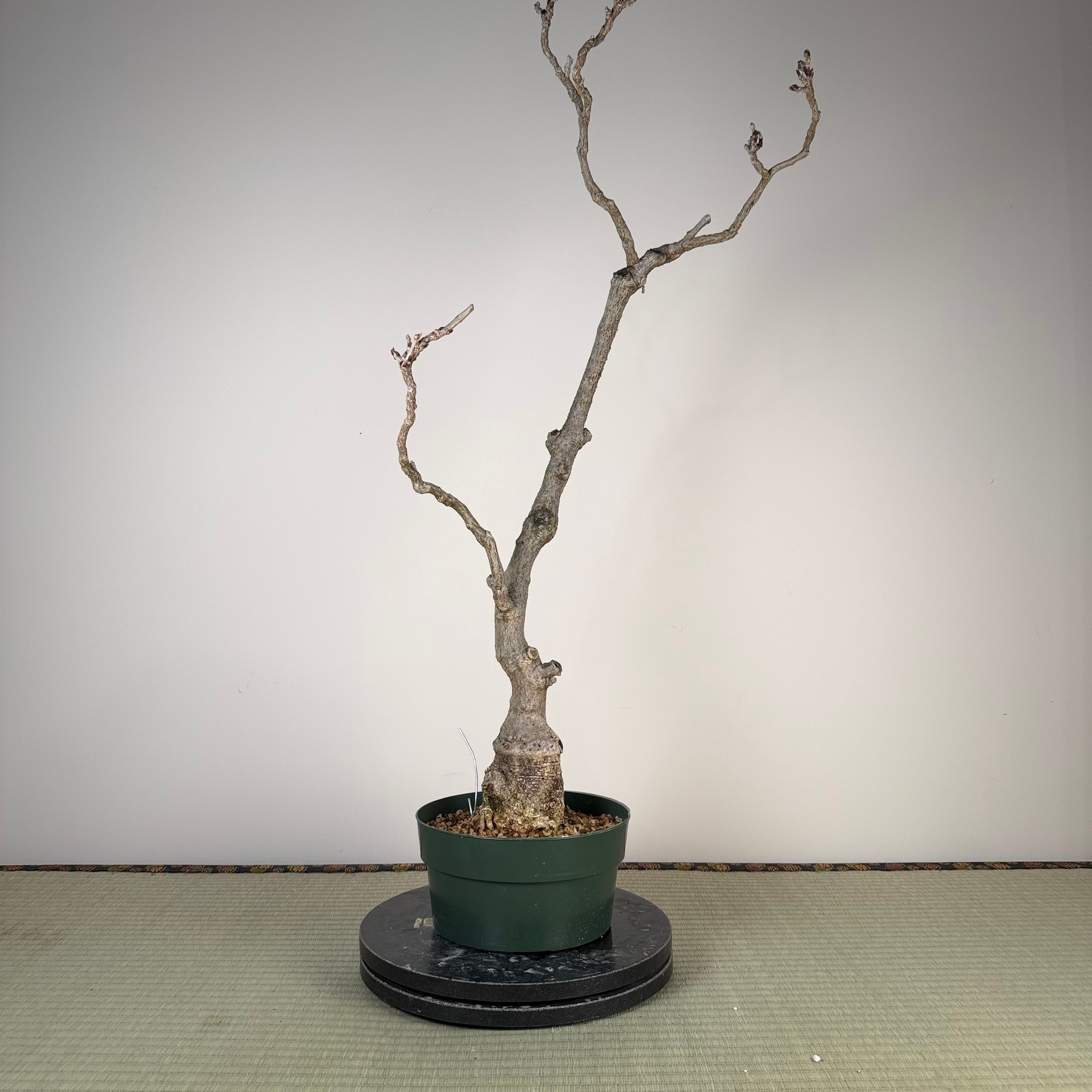 Glycine floribunda