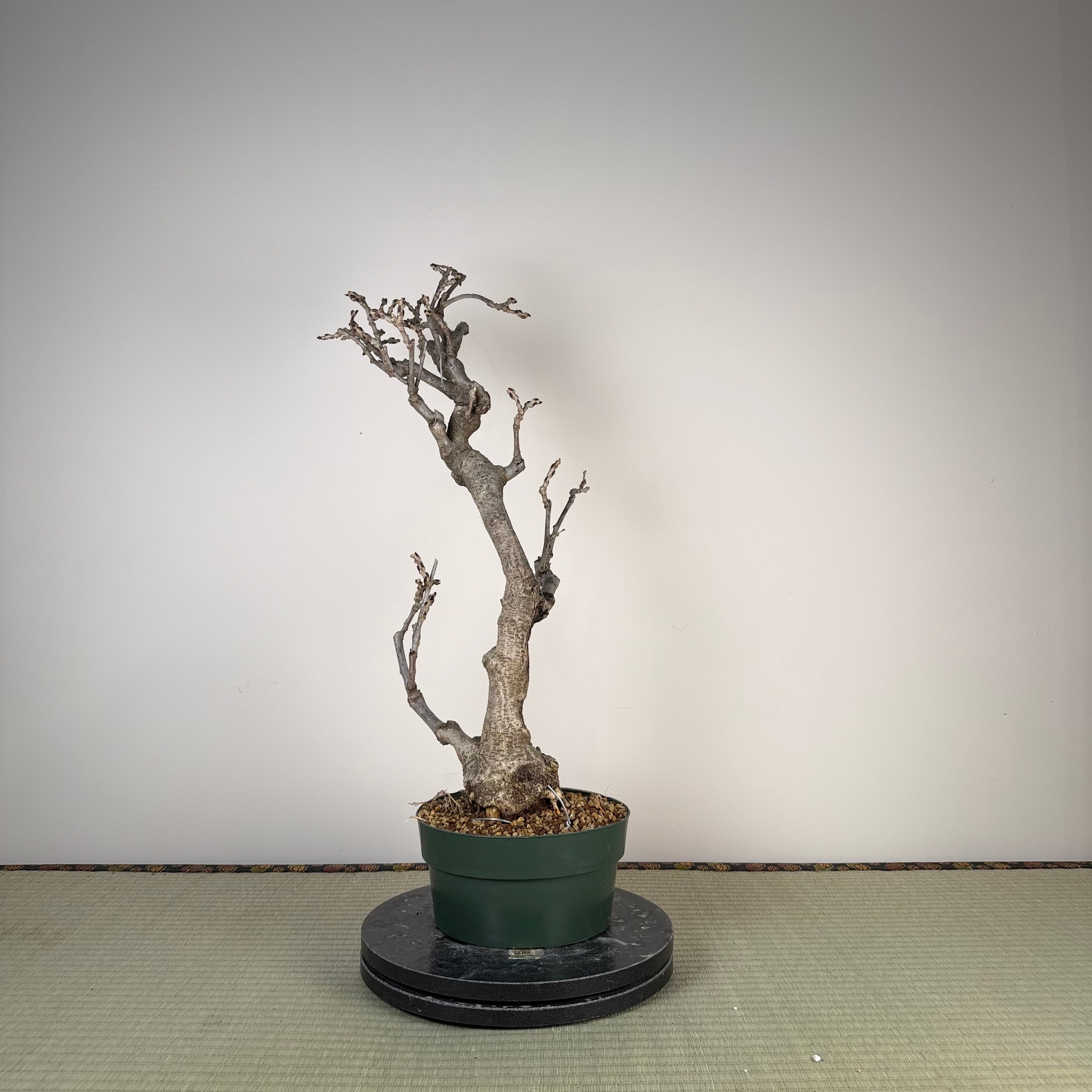 Glycine floribunda