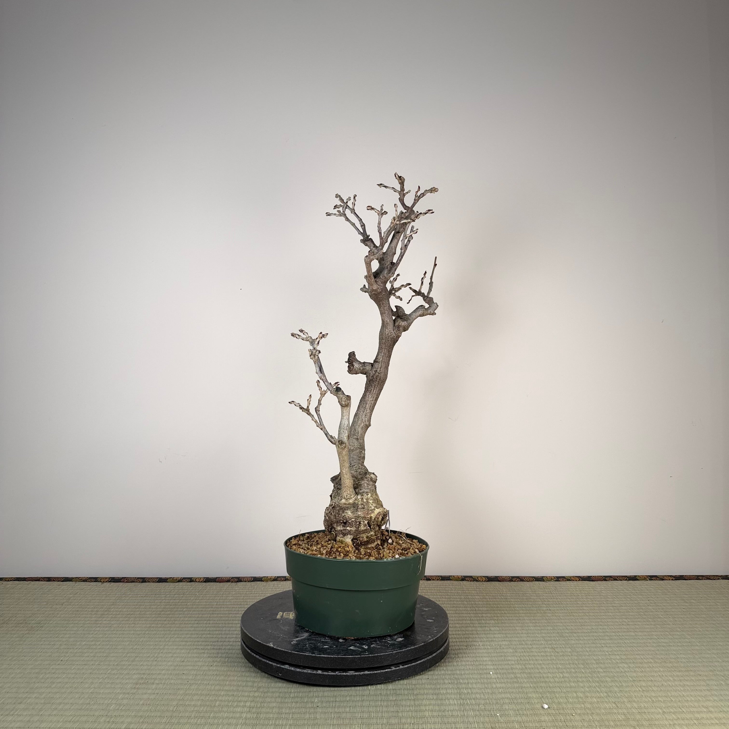 Glycine floribunda
