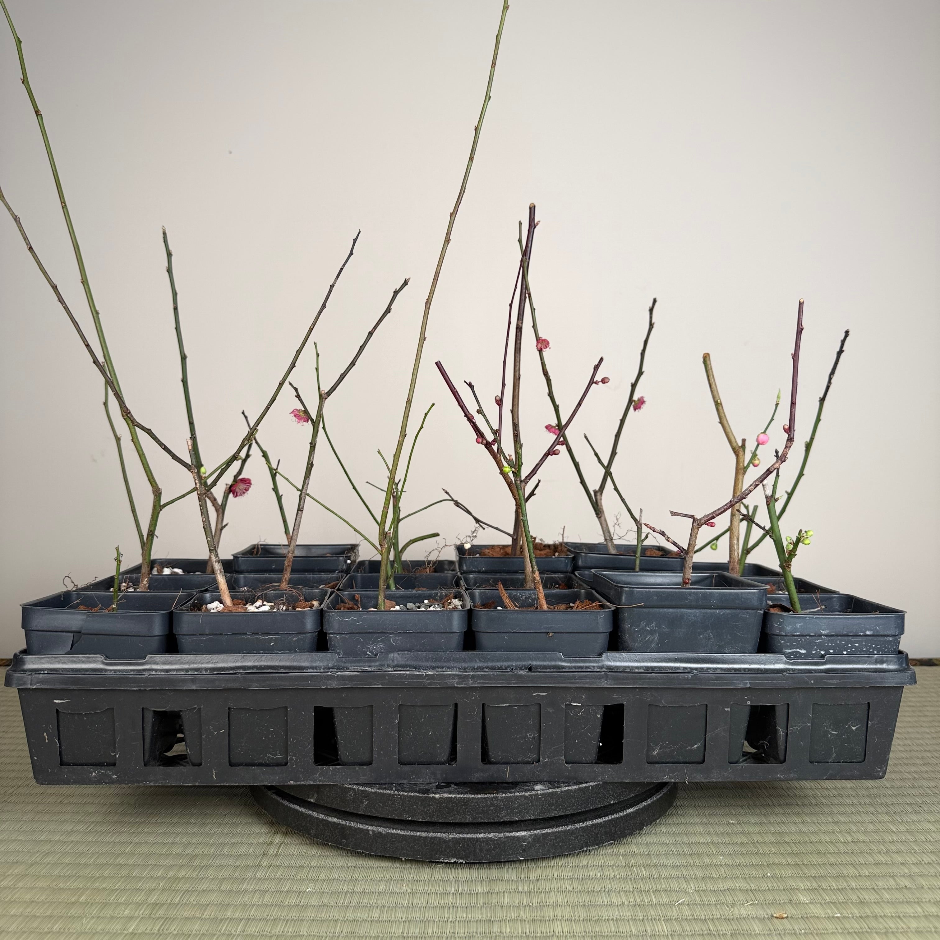 Prunus mume (en fleurs ; taille 2)