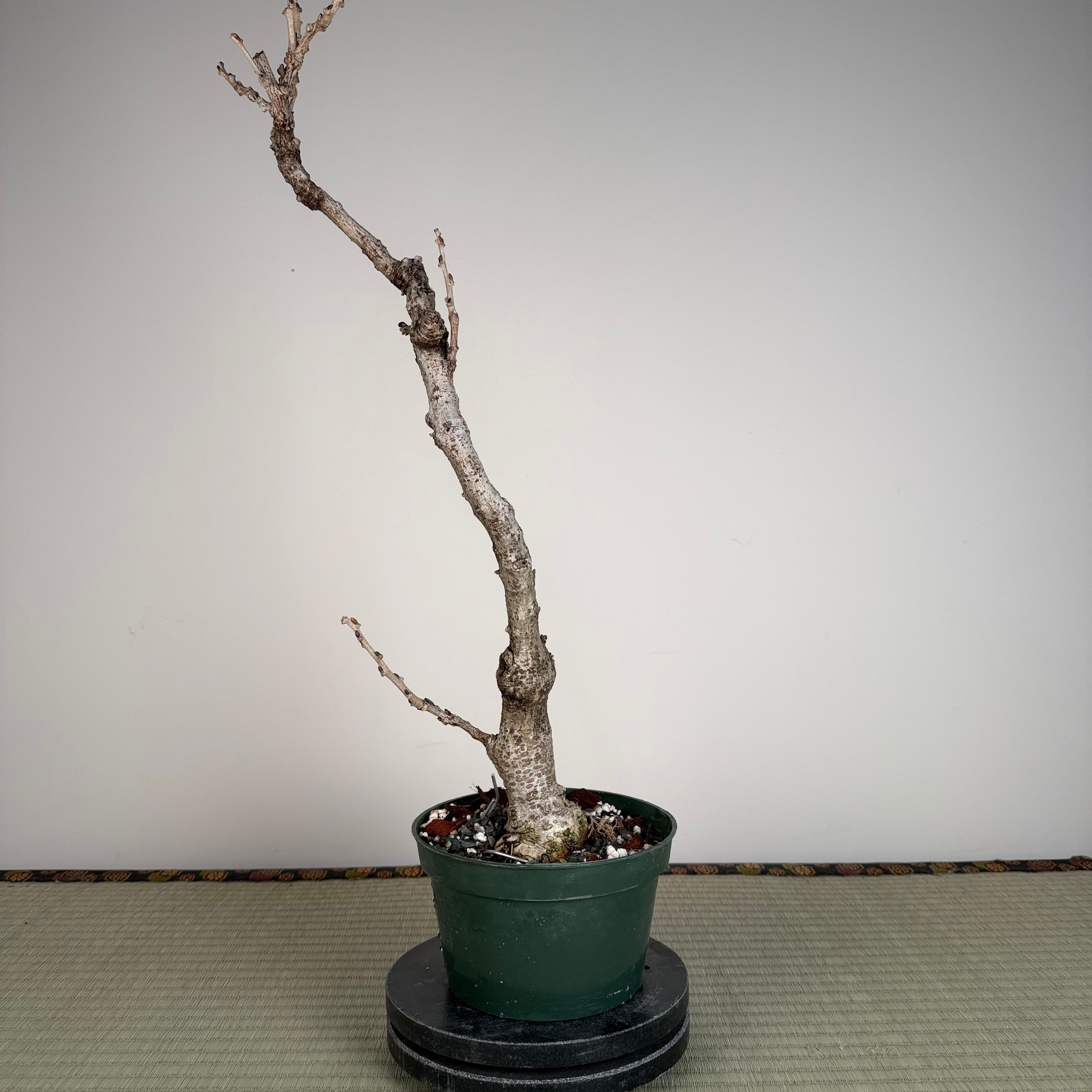 Glycine floribunda
