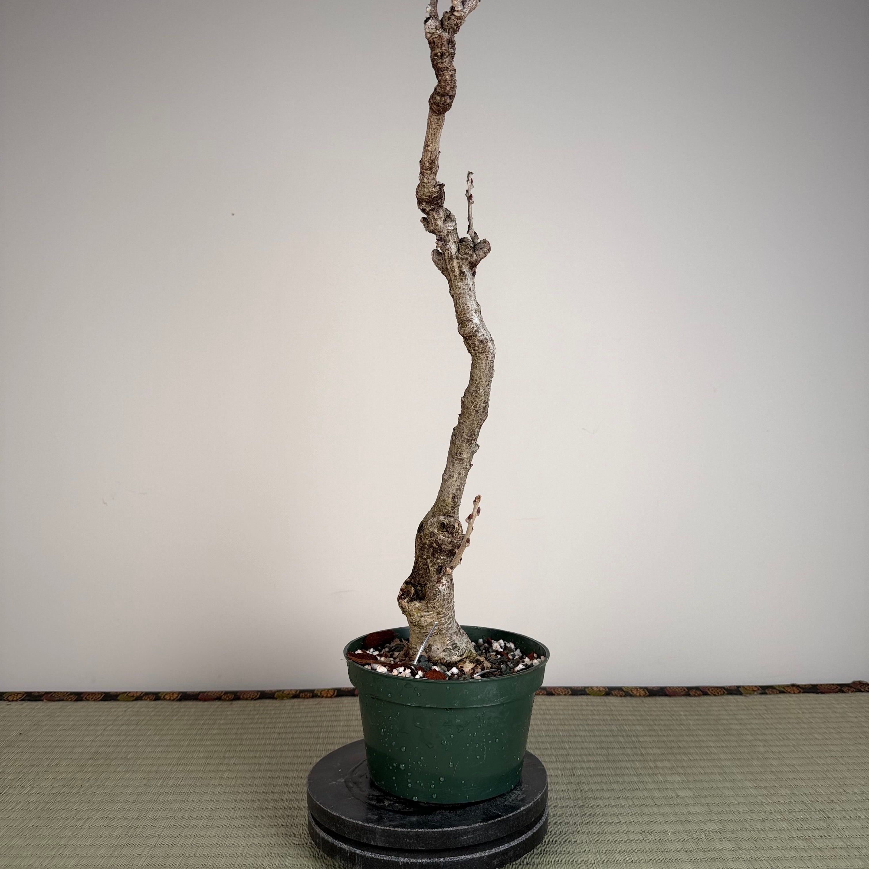 Glycine floribunda