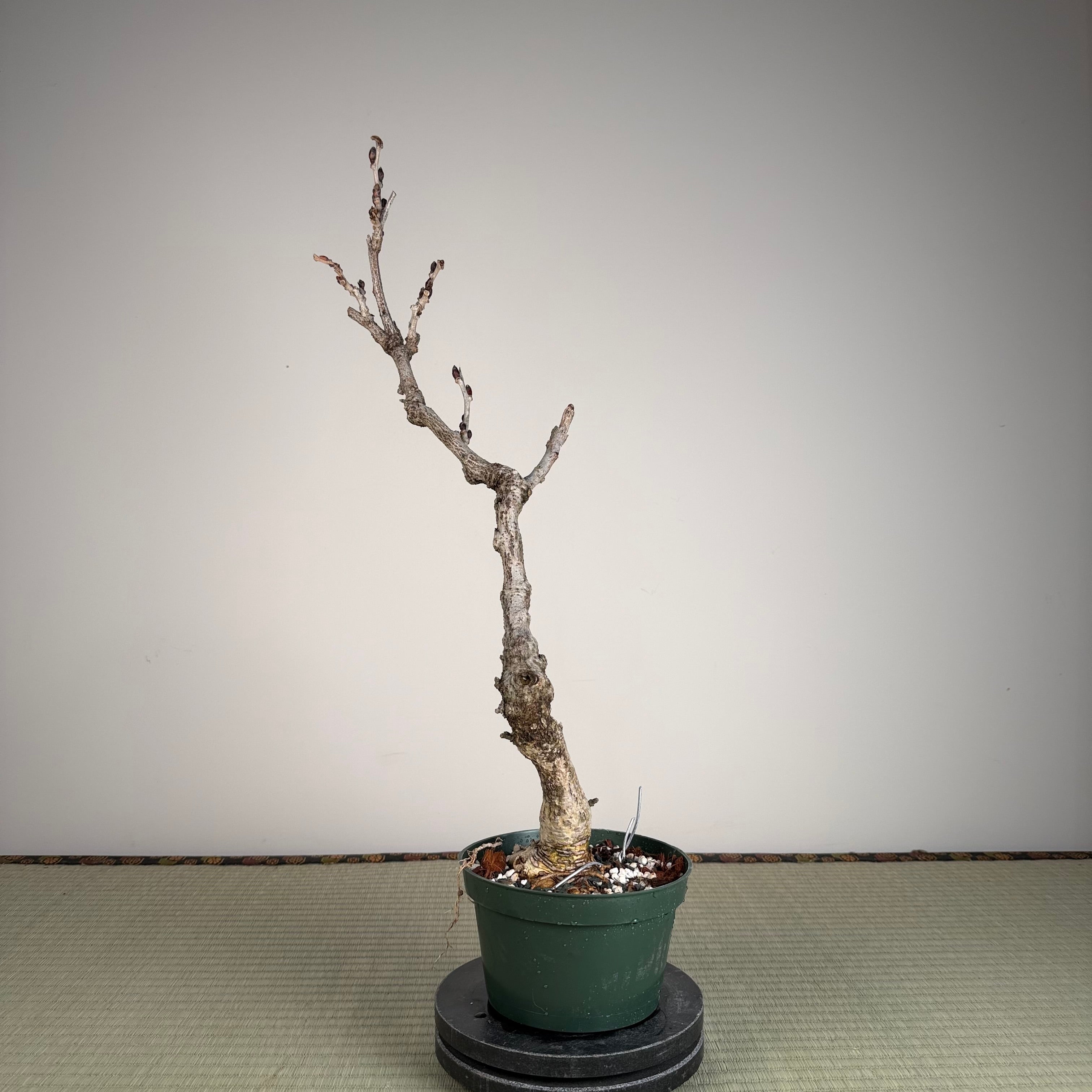 Glycine floribunda