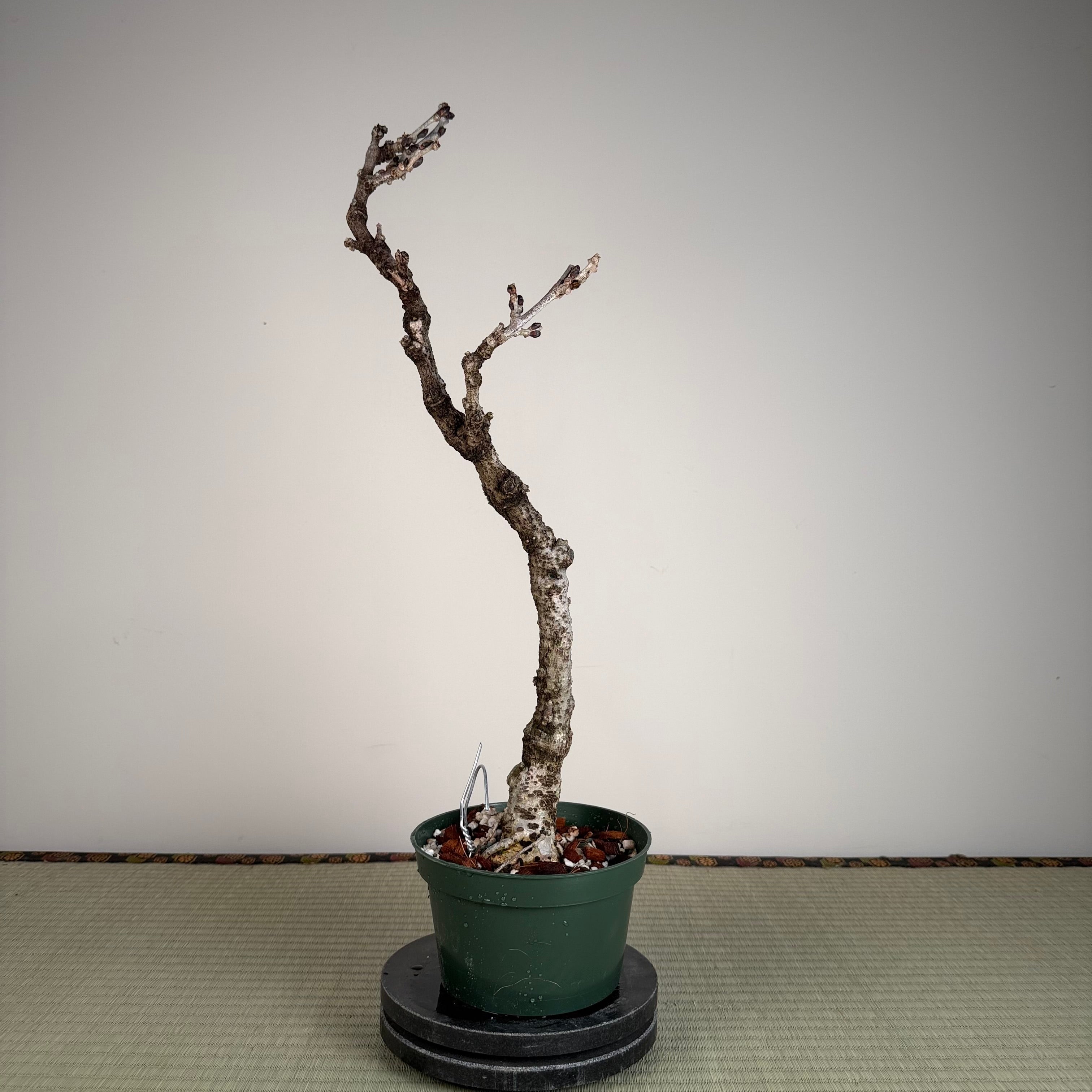 Glycine floribunda