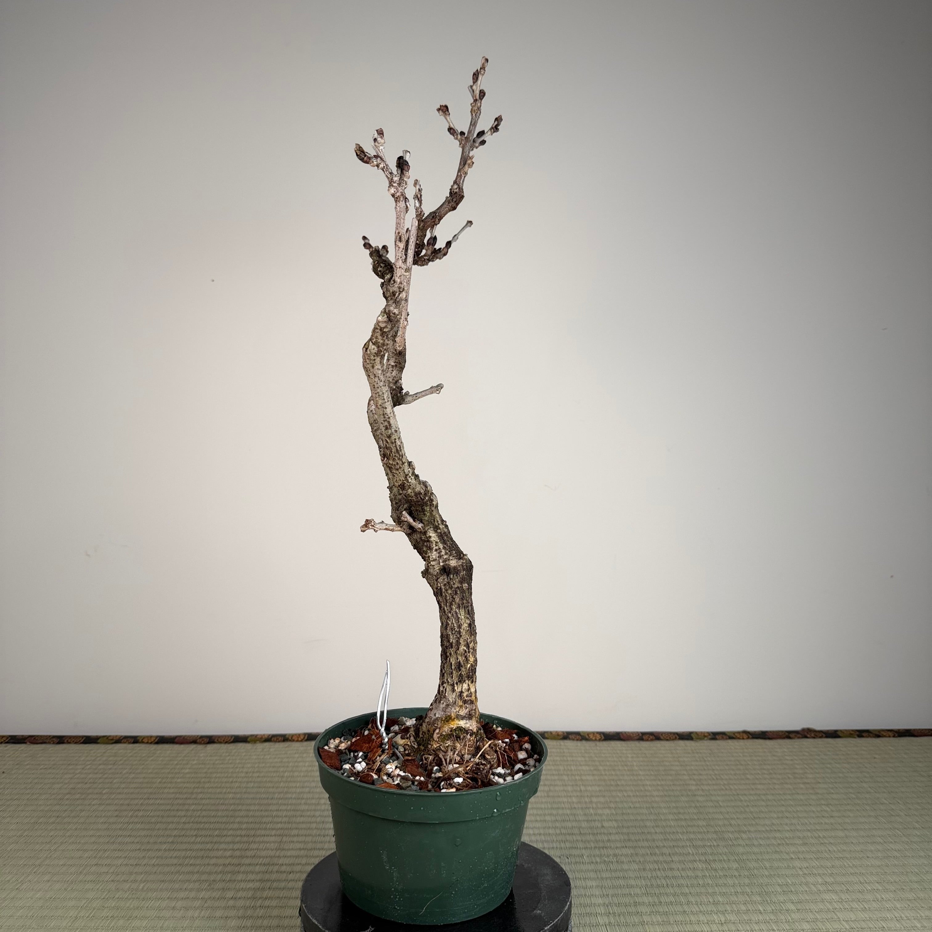 Glycine floribunda