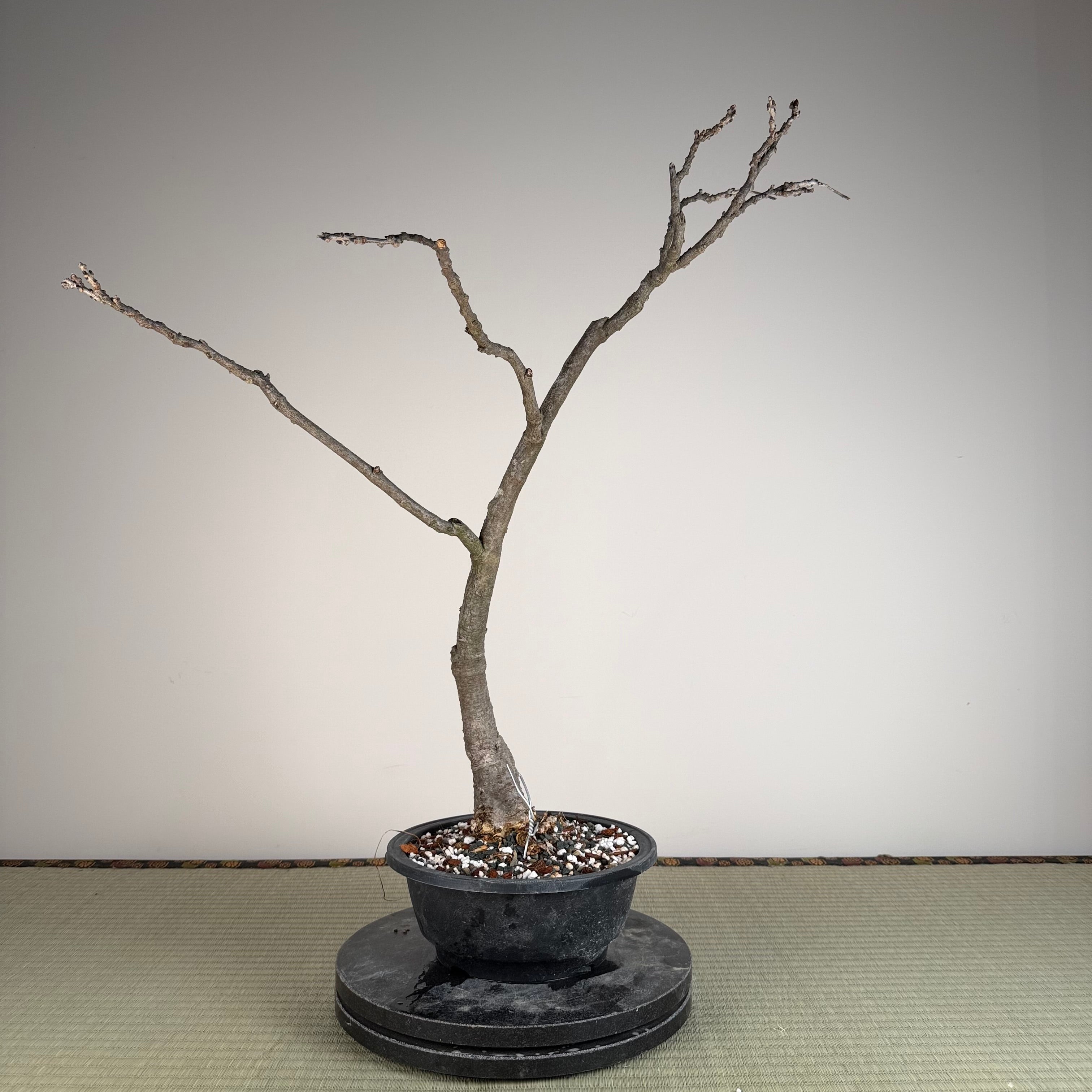 Glycine floribunda