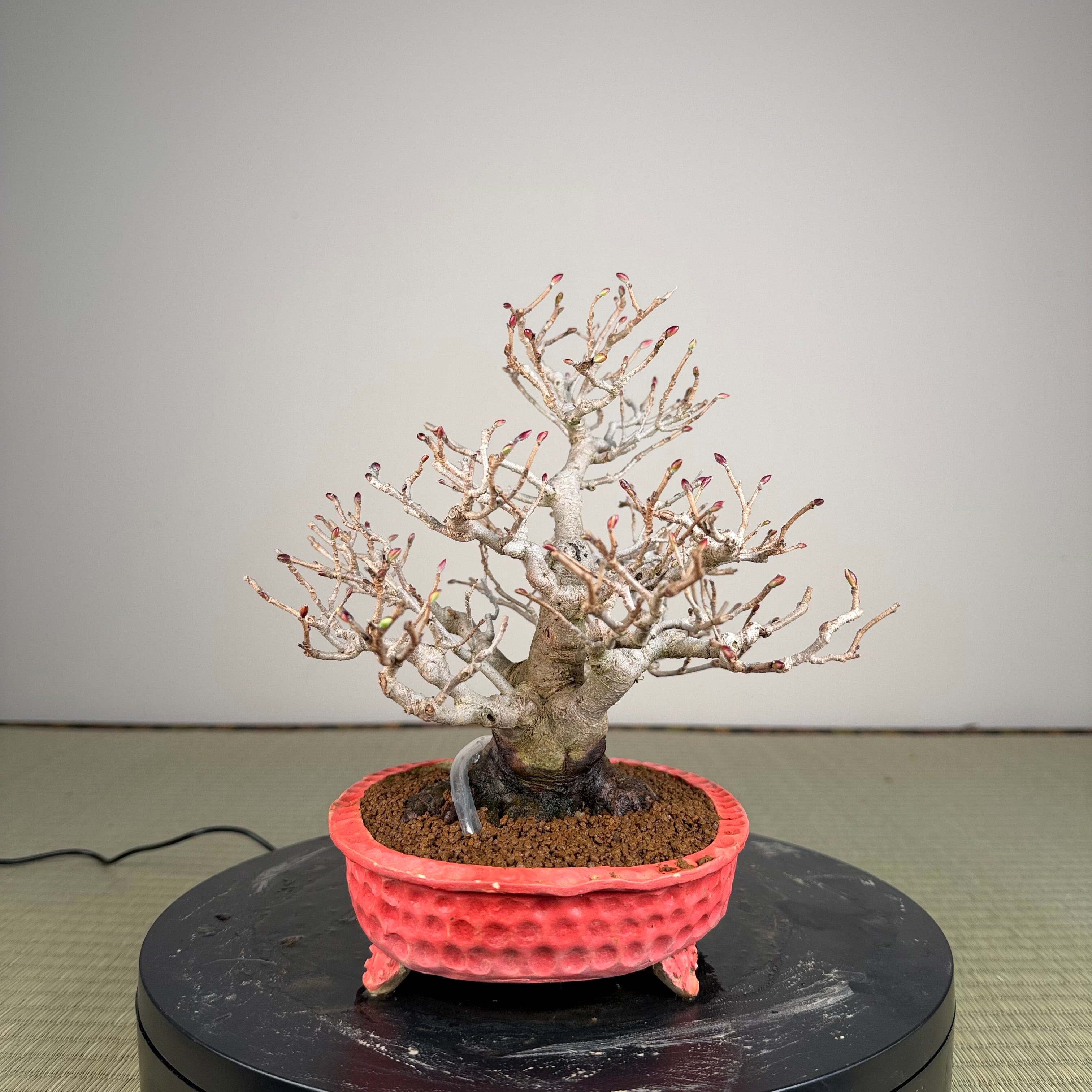 Corylopsis spicata