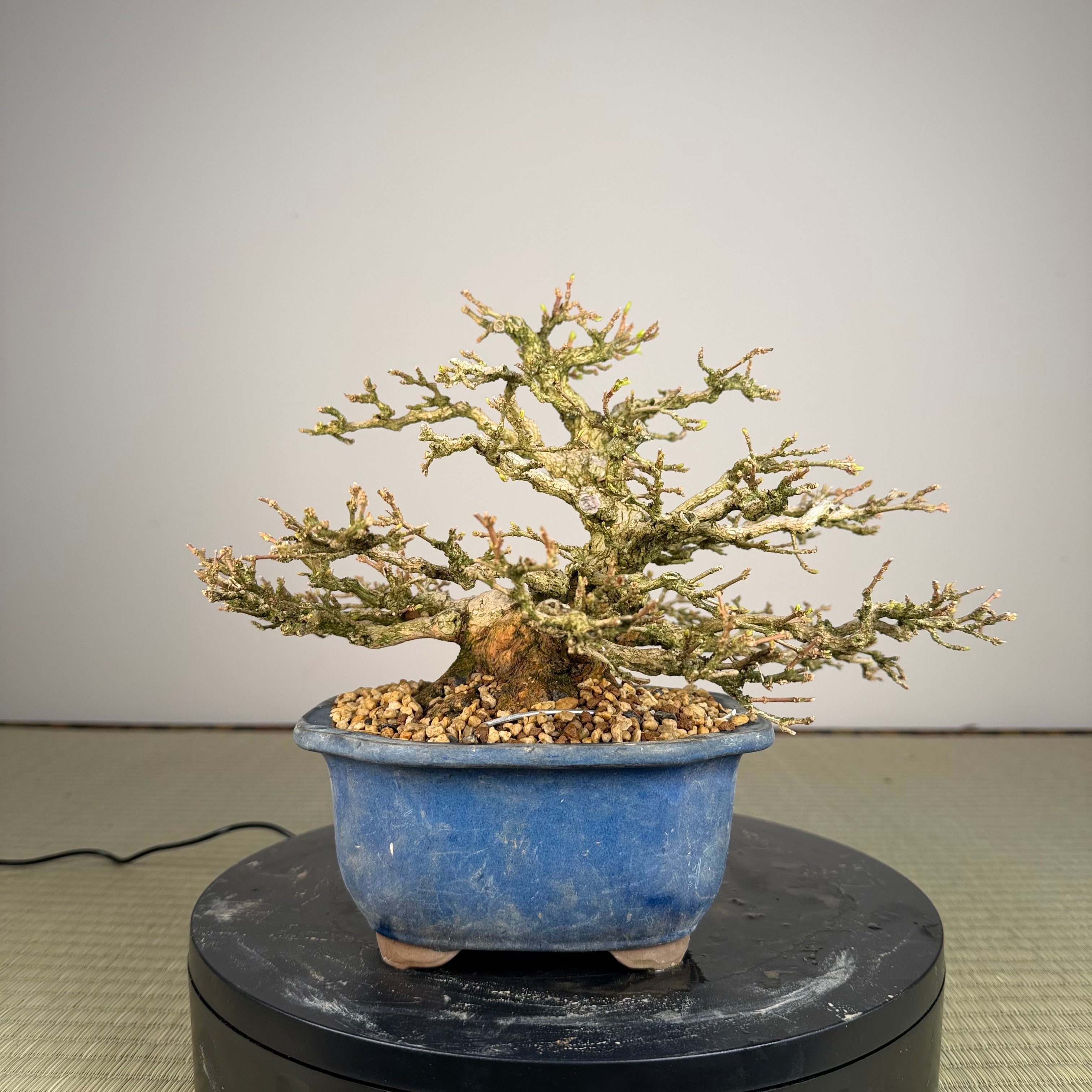 Premna japonica