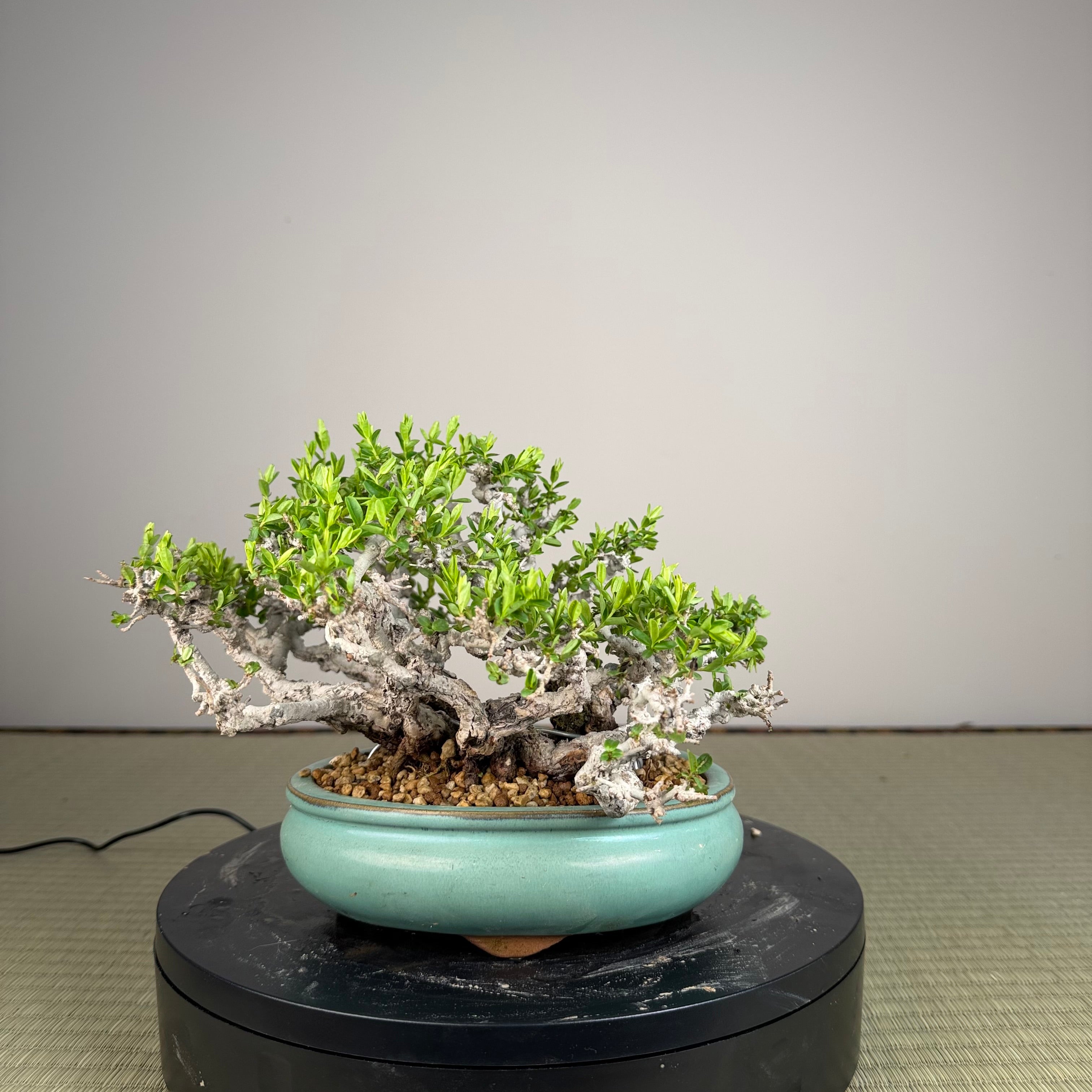 Ligustrum Arakawa *Voir note*