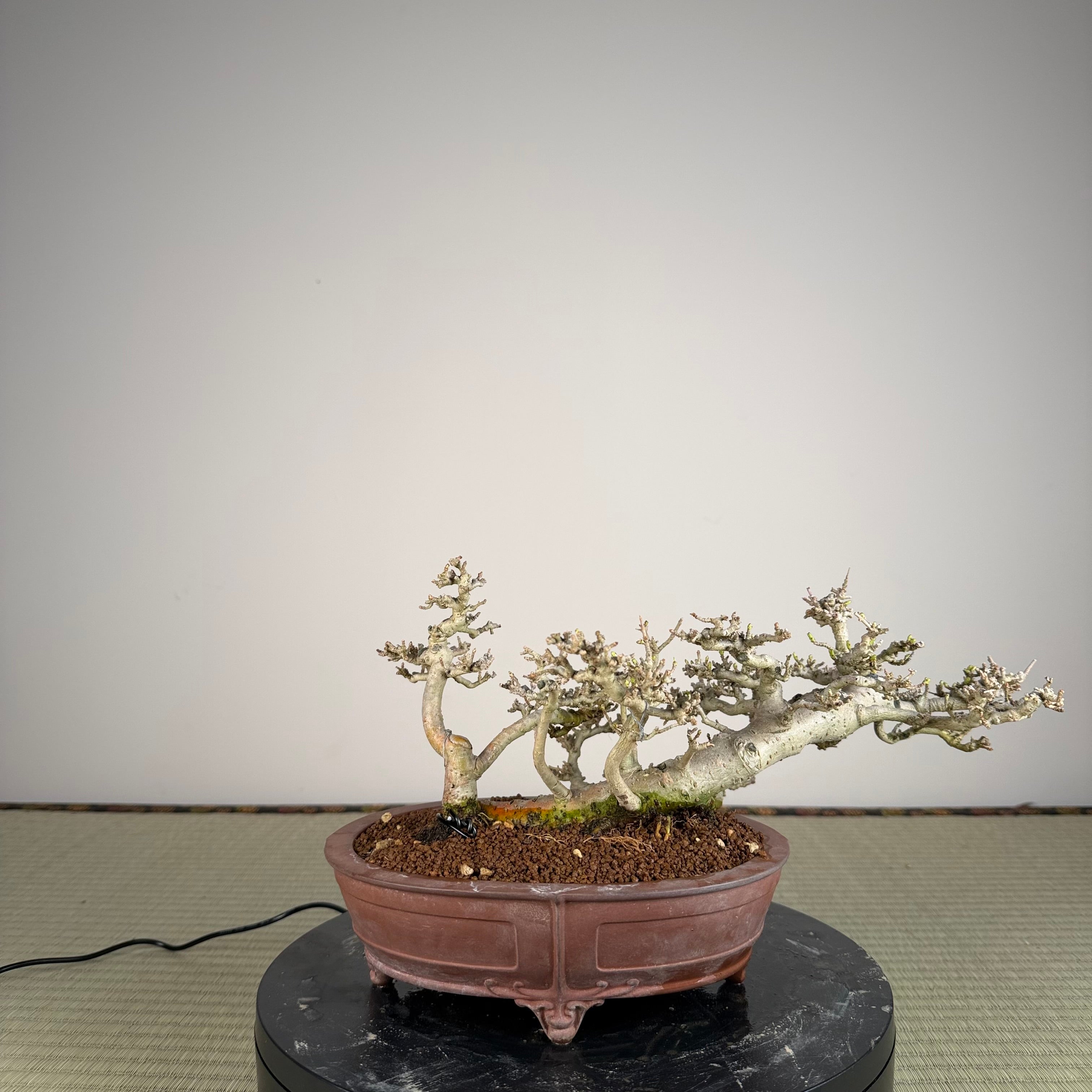 Ligustrum Arakawa *Voir note*
