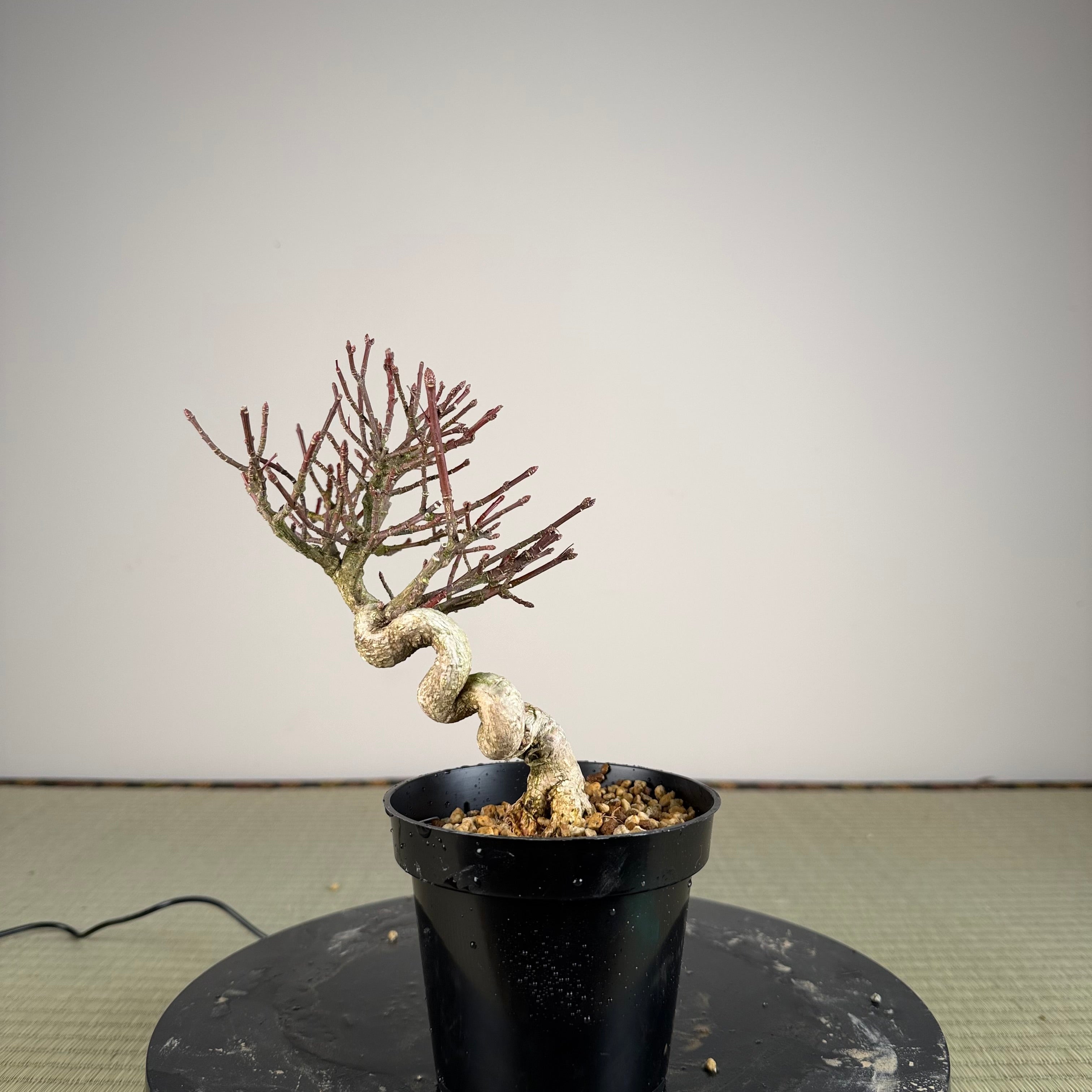 Euonymus